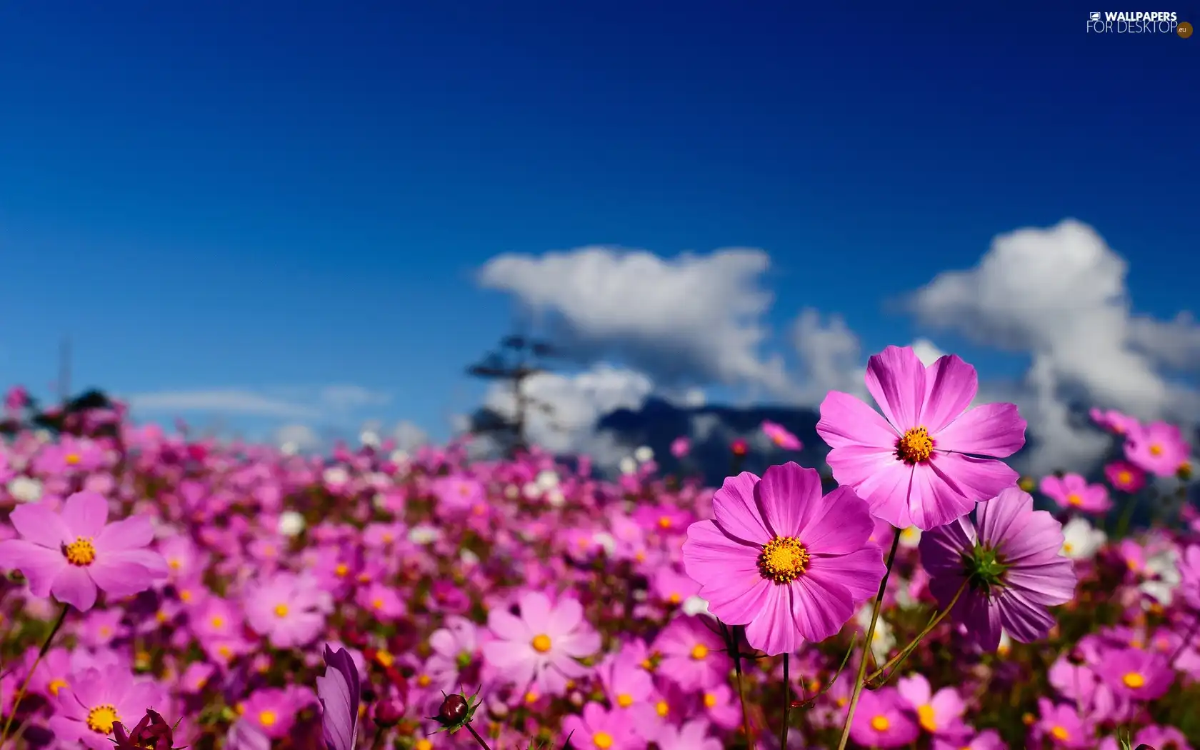 purple, flowers, Sky, Wildflowers