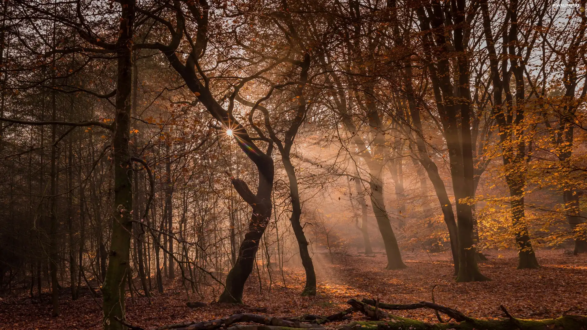viewes, forest, rays of the Sun, light breaking through sky, autumn, trees