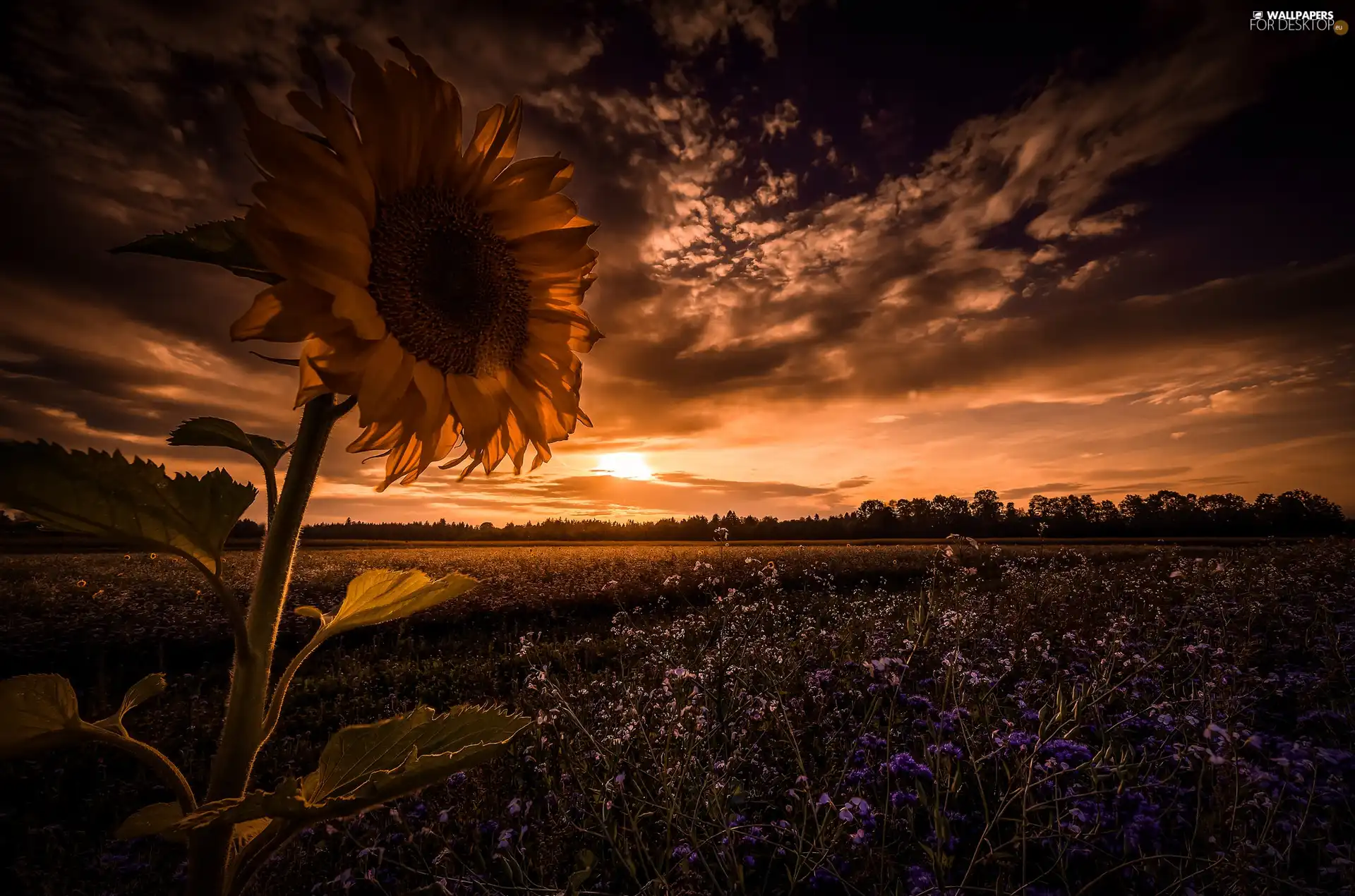 Sunflower, Clouds, Sky, Field