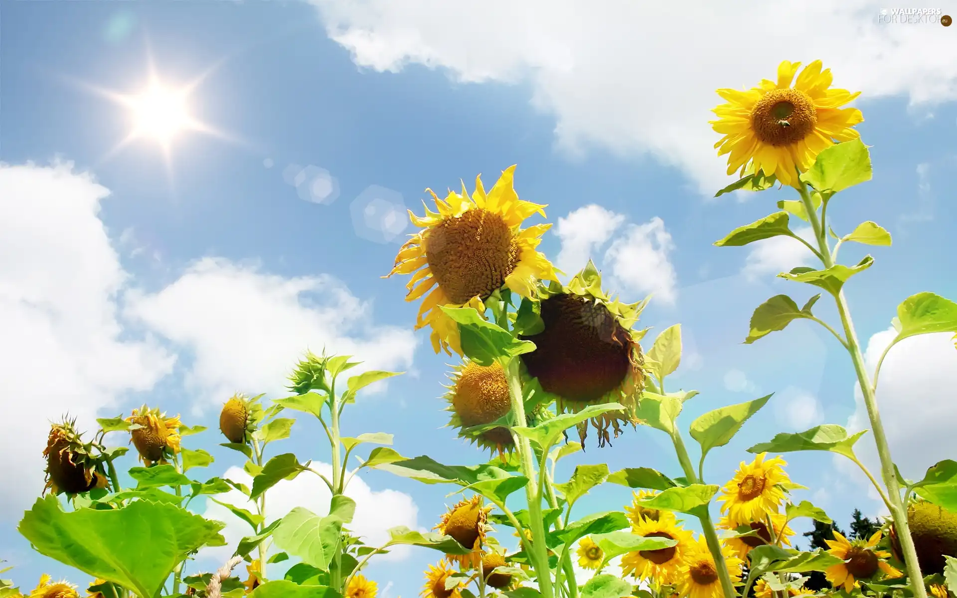 Nice sunflowers, sun, Sky