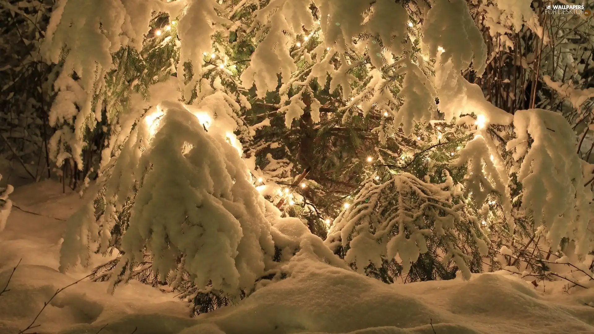 lights, christmas tree, snow