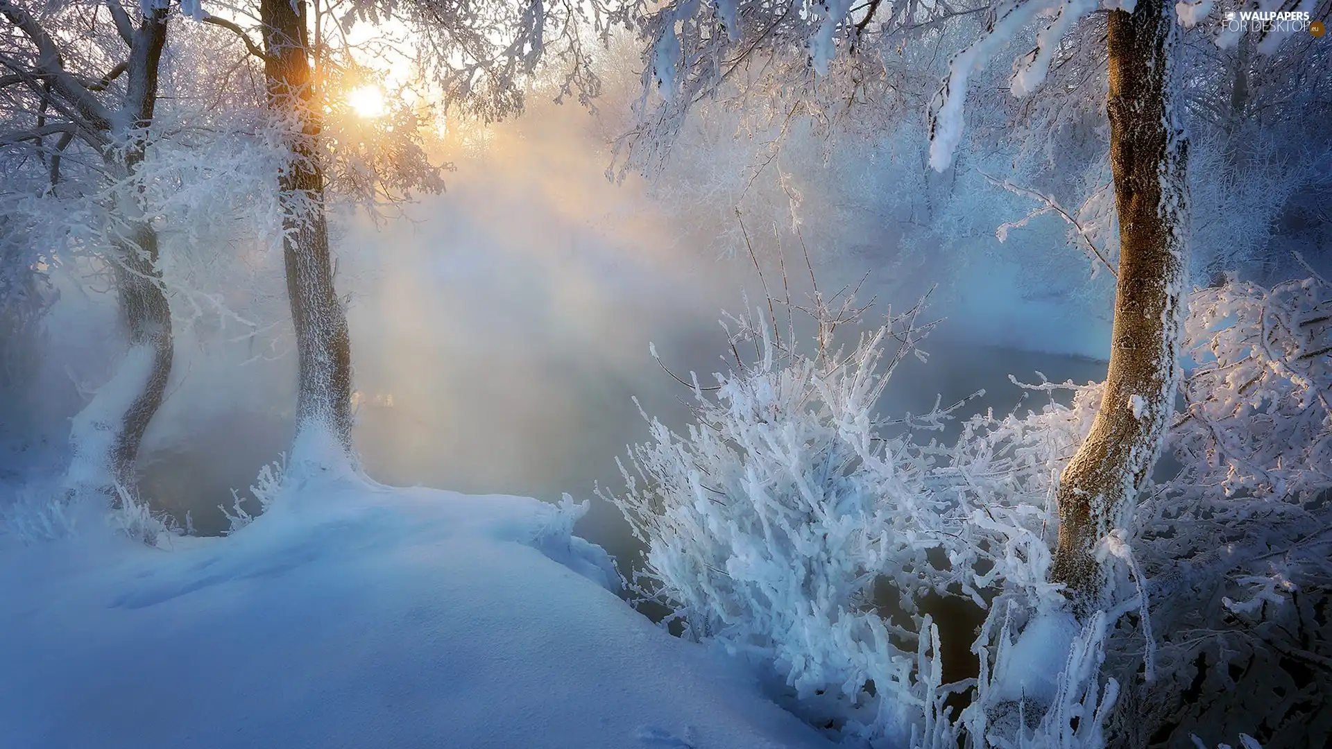 viewes, Bush, rays of the Sun, snow, Fog, trees, winter, River