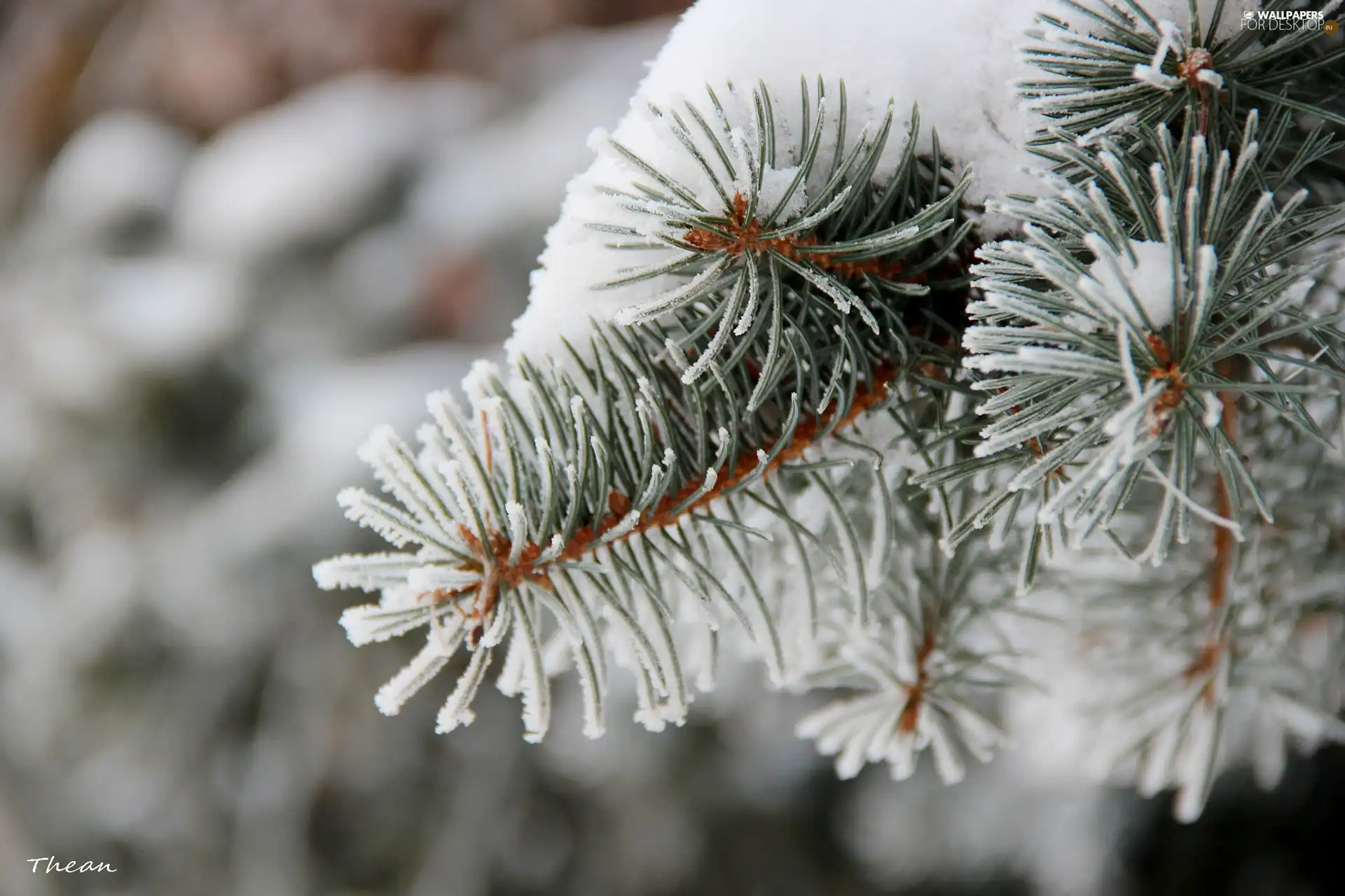 snow, spruce, sprinkle