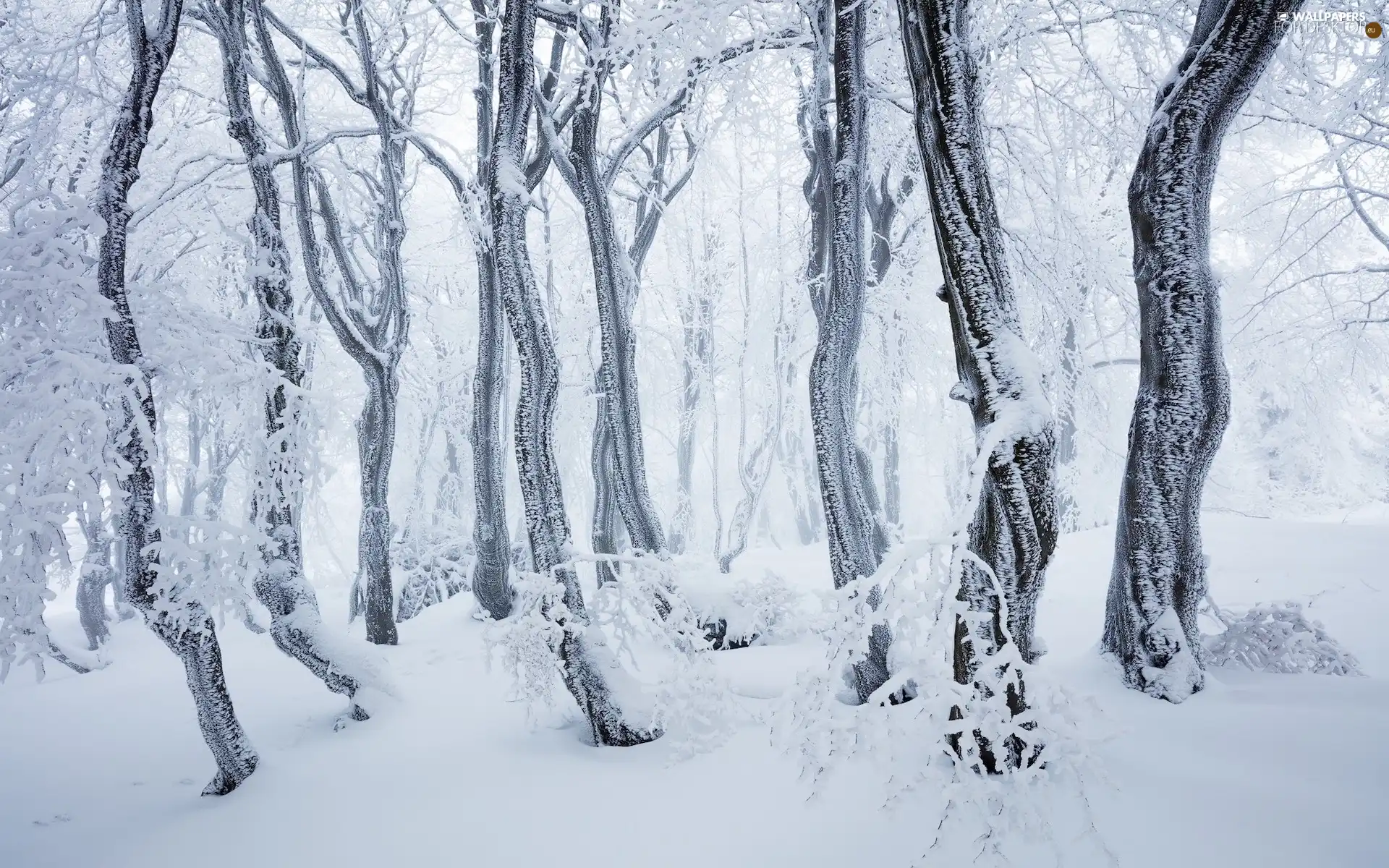 winter, snow, trees, viewes, forest