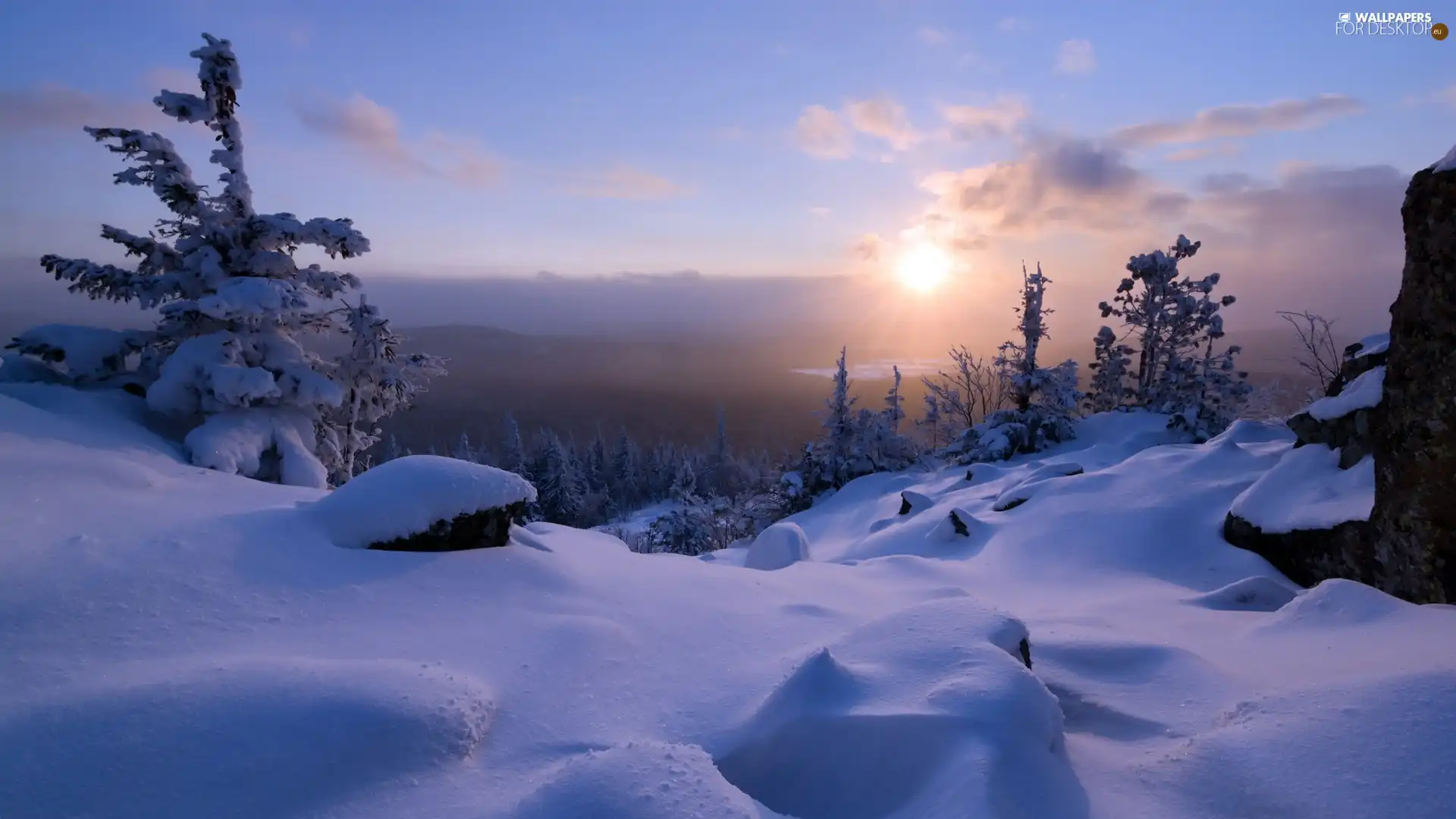 Sapling, Great Sunsets, snow, drifts, winter