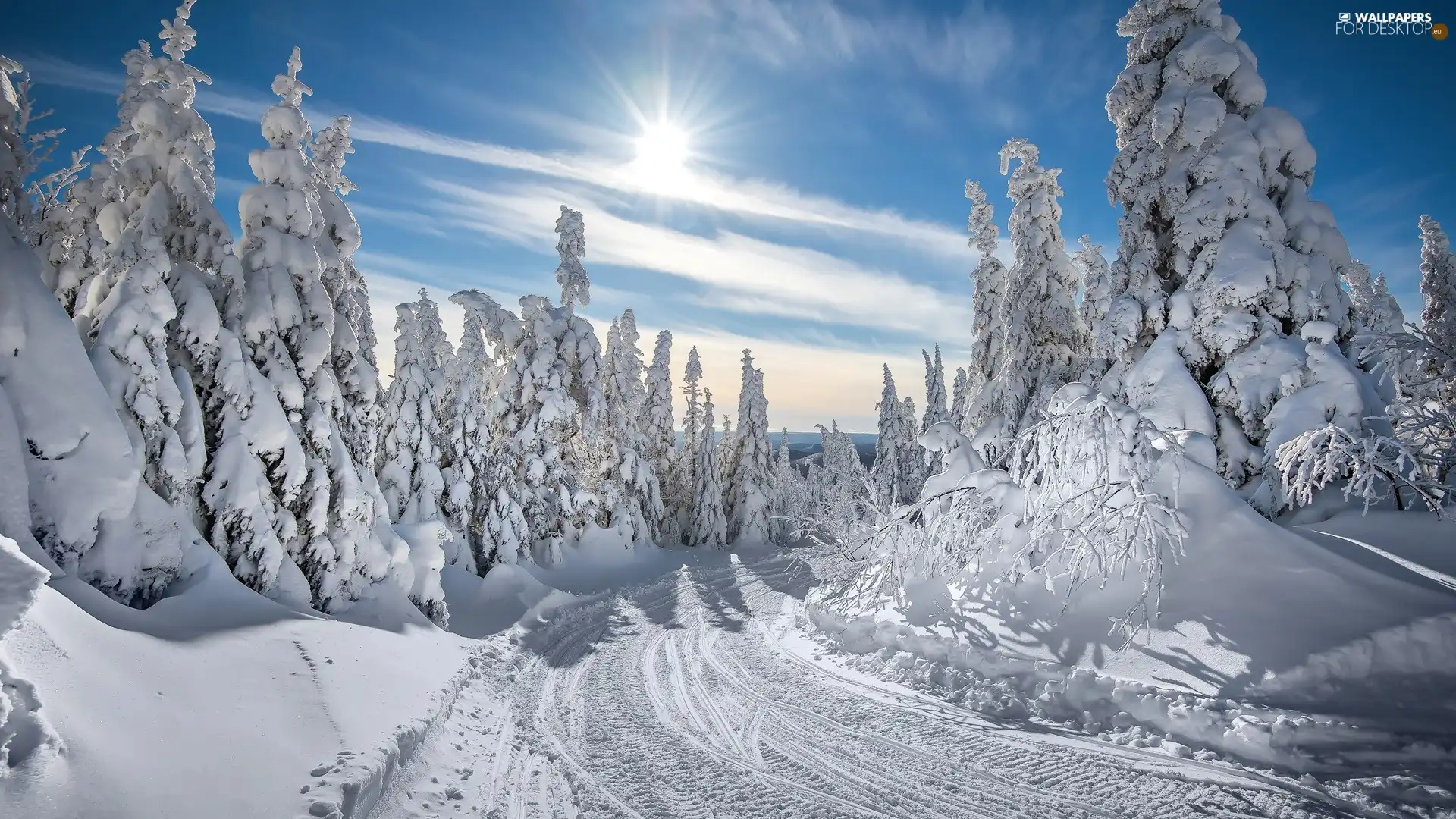 Snowy, winter, viewes, rays of the Sun, trees, Way