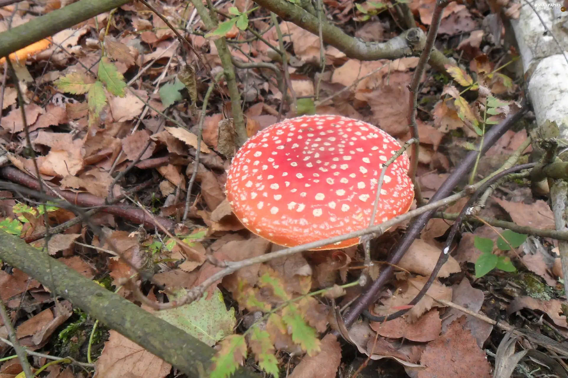 Red, White, Spots, toadstool