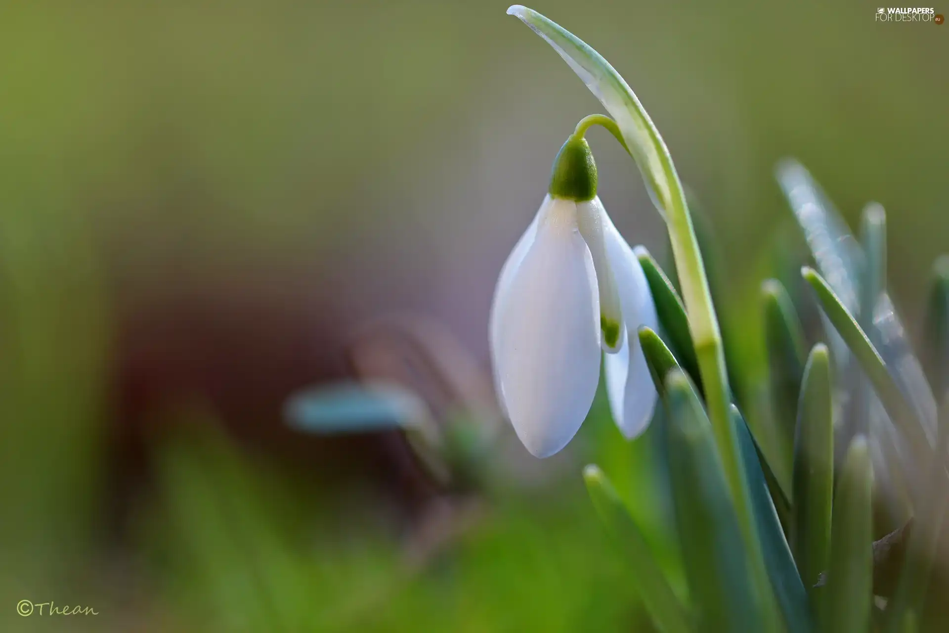 Snowdrop, Colourfull Flowers, Spring, White
