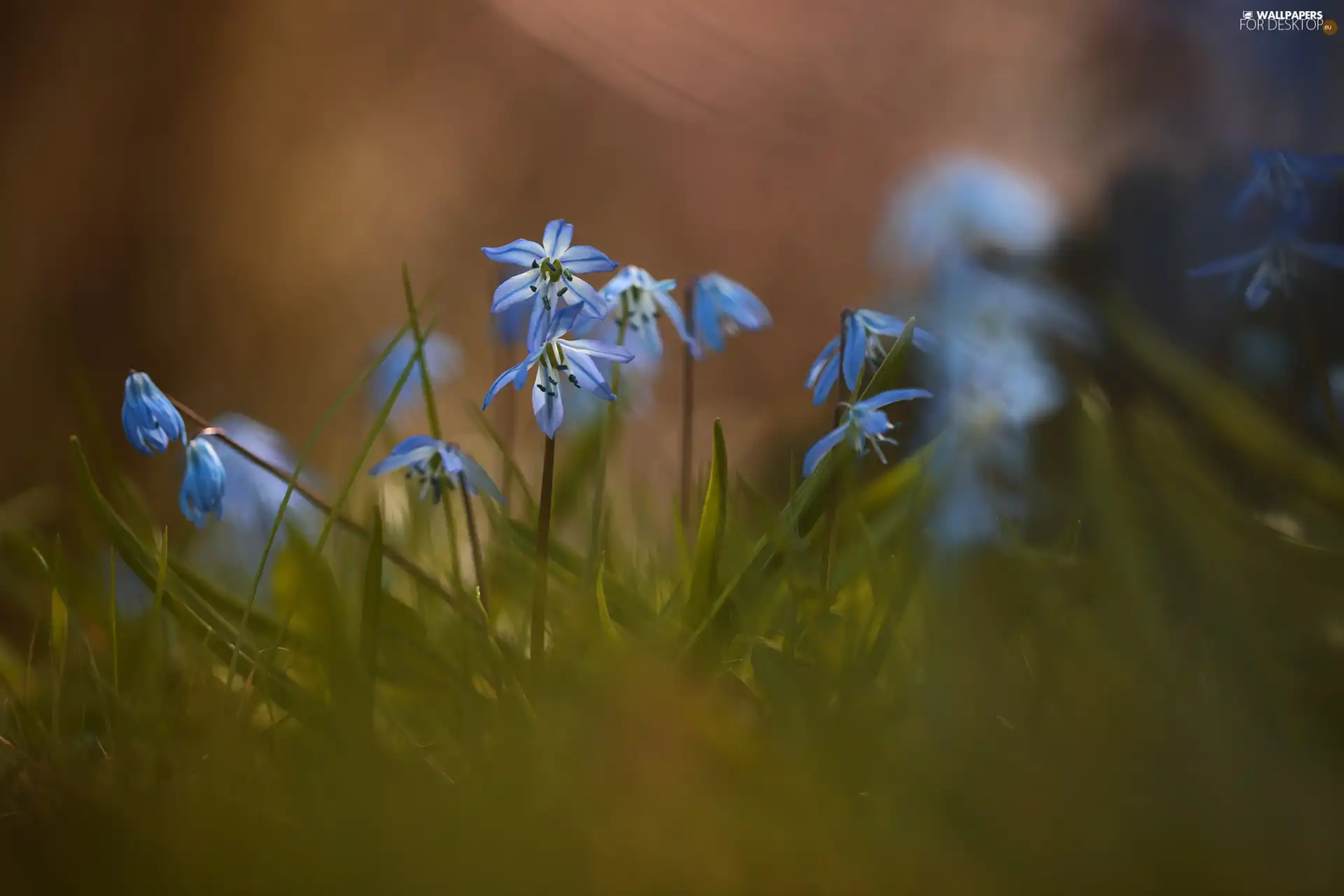 Siberian squill, Flowers, grass, Blue