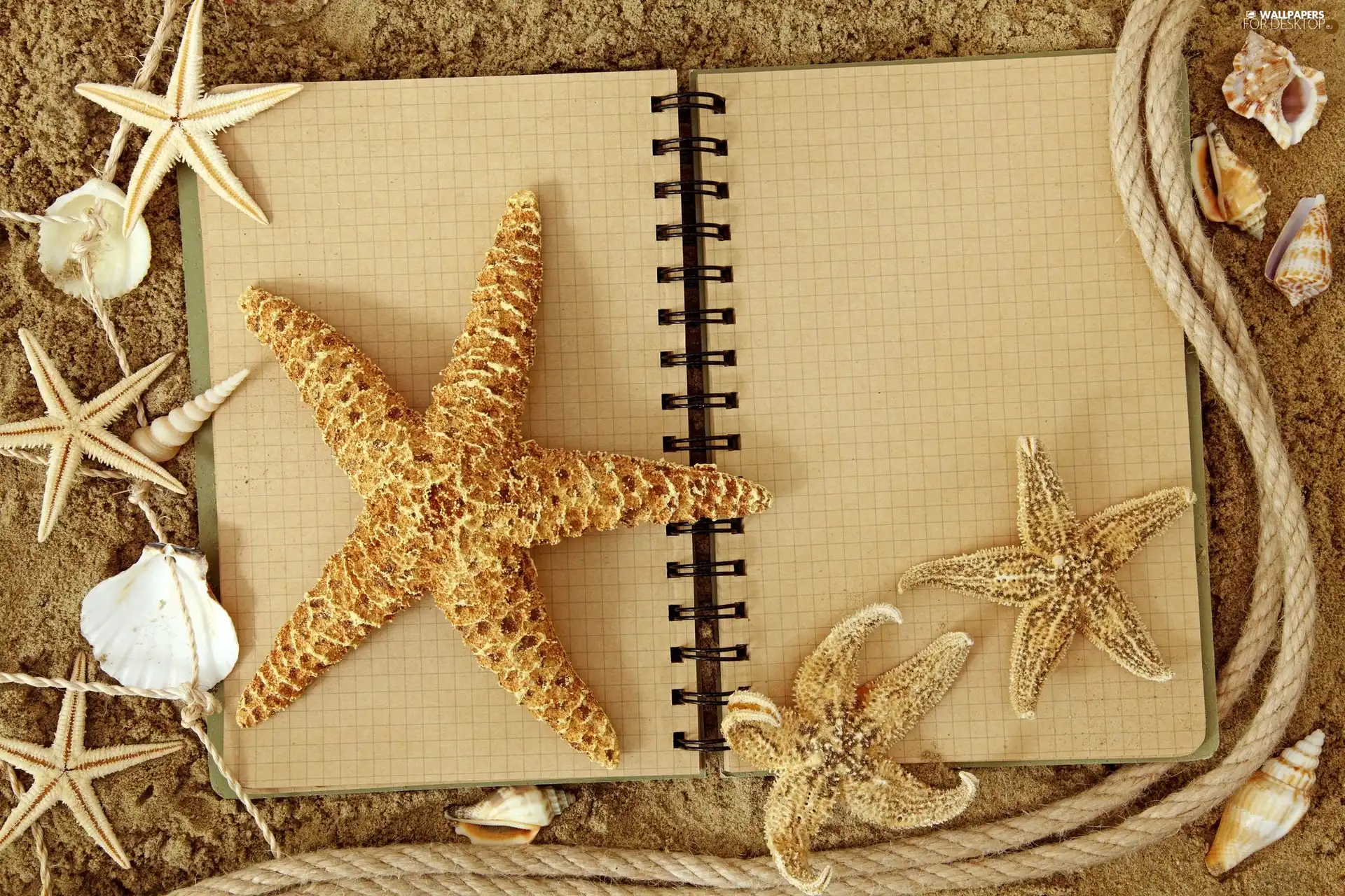 starfish, Fascilice, Shells
