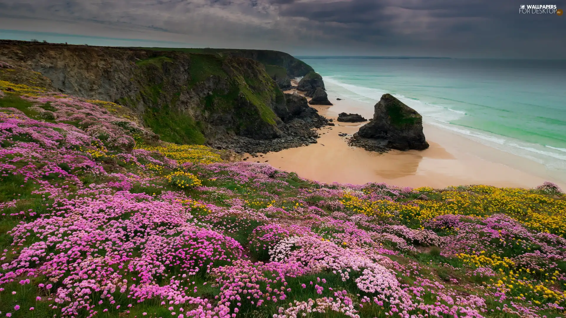 Carnewas and Bedruthan Steps, Coast, Celtic Sea, rocks, Sea Pink, Cornwall, England, Flowers