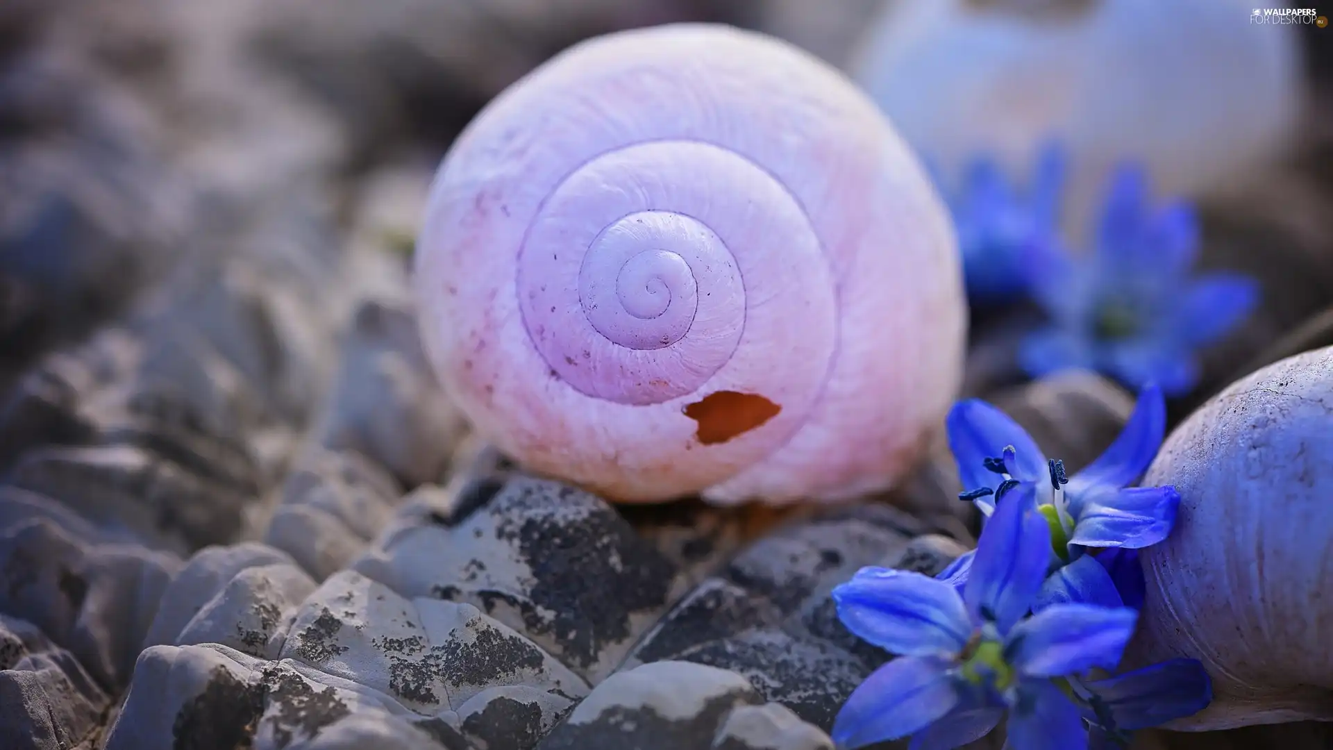 Stones, shell, Flowers