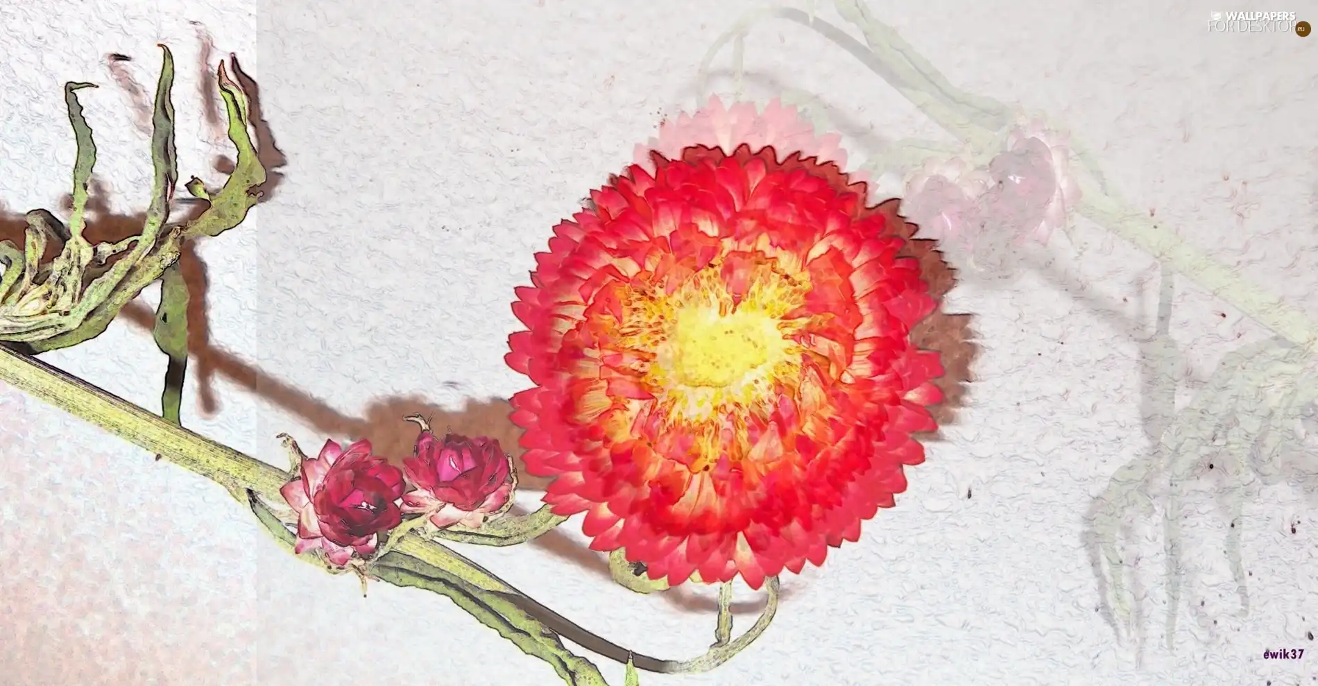 Graphic Effect, Helichrysum, Strawflower
