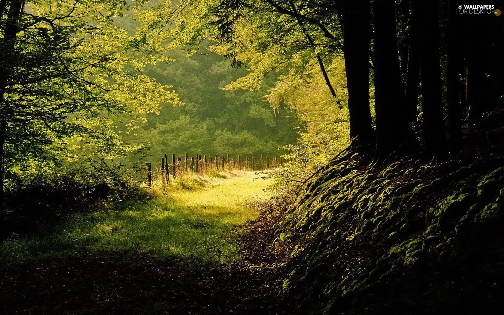 sun, autumn, Path, rays, forest