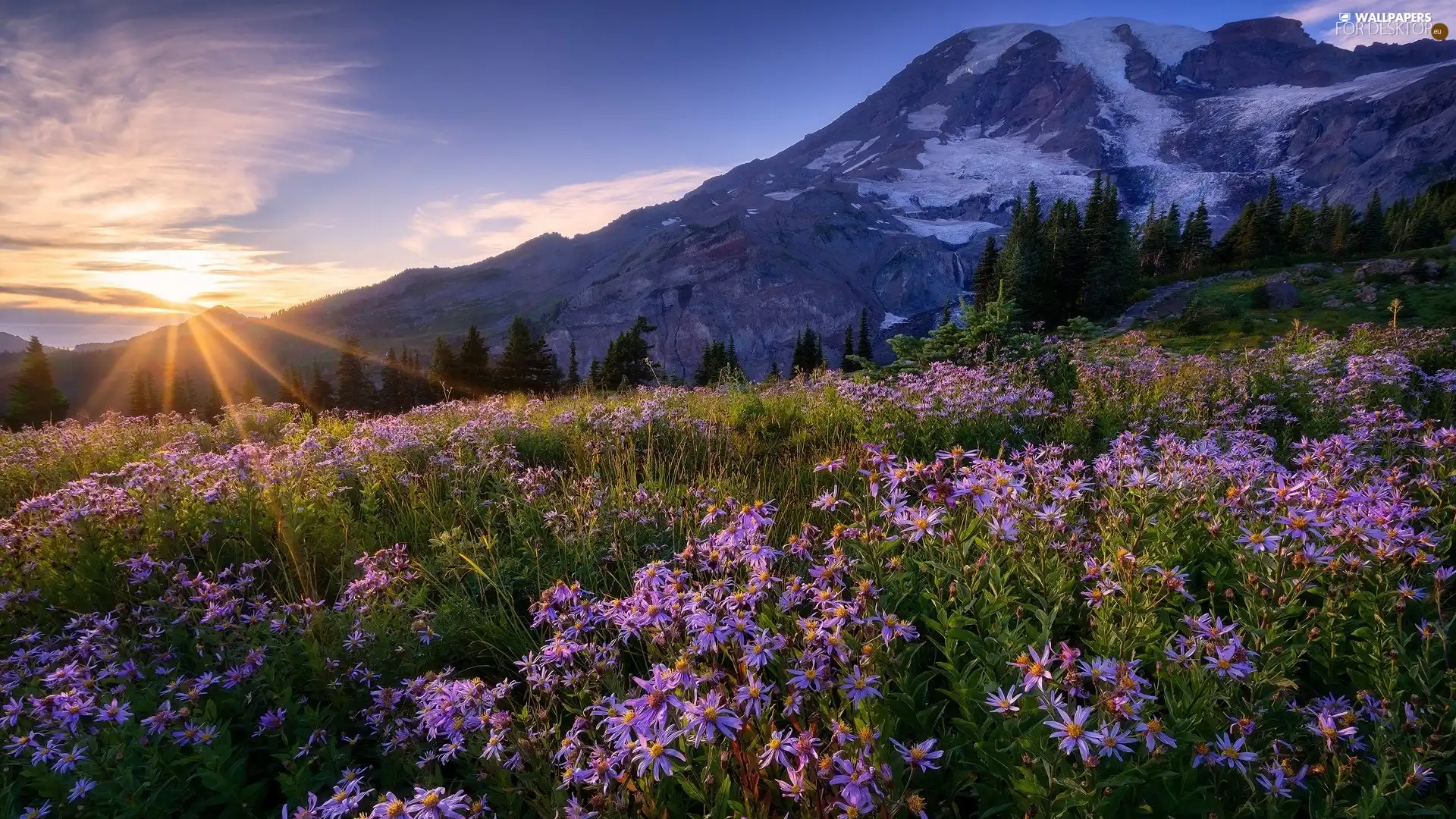 Mount Rainier National Park, The United States, Stratovolcano Mount Rainier, Meadow, viewes, Mountains, rays of the Sun, trees, Flowers
