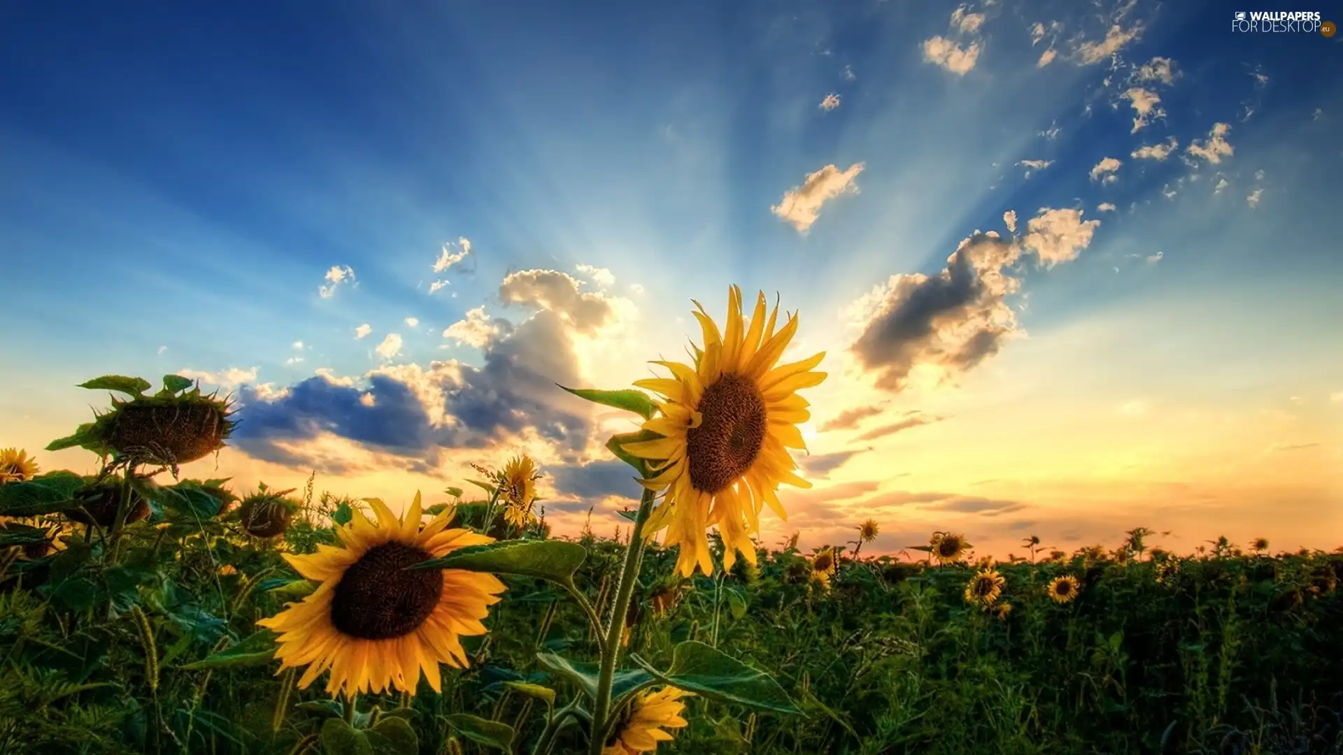 Sunflower, rays, sun, Field