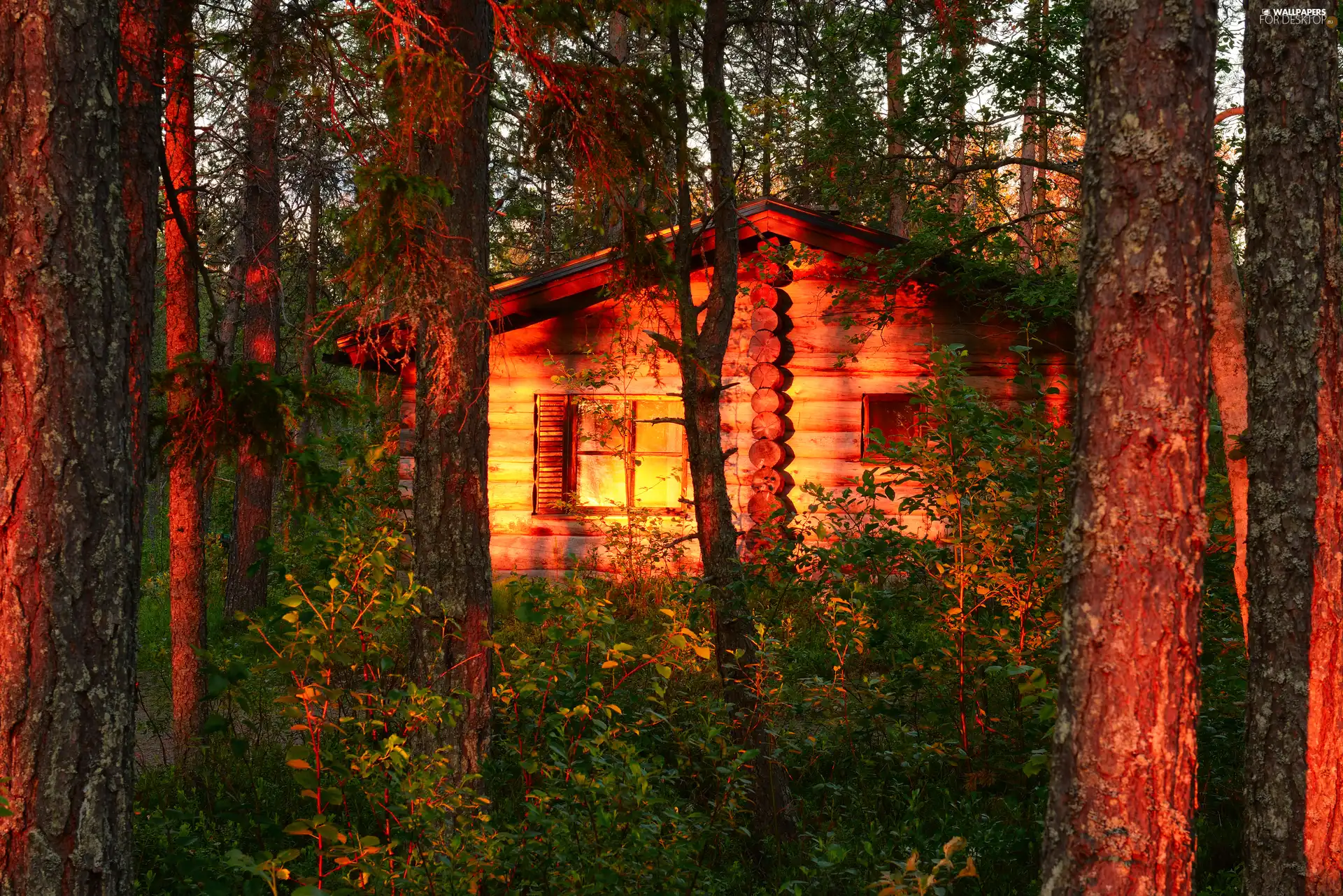 viewes, forest, glamour, sun, house, trees