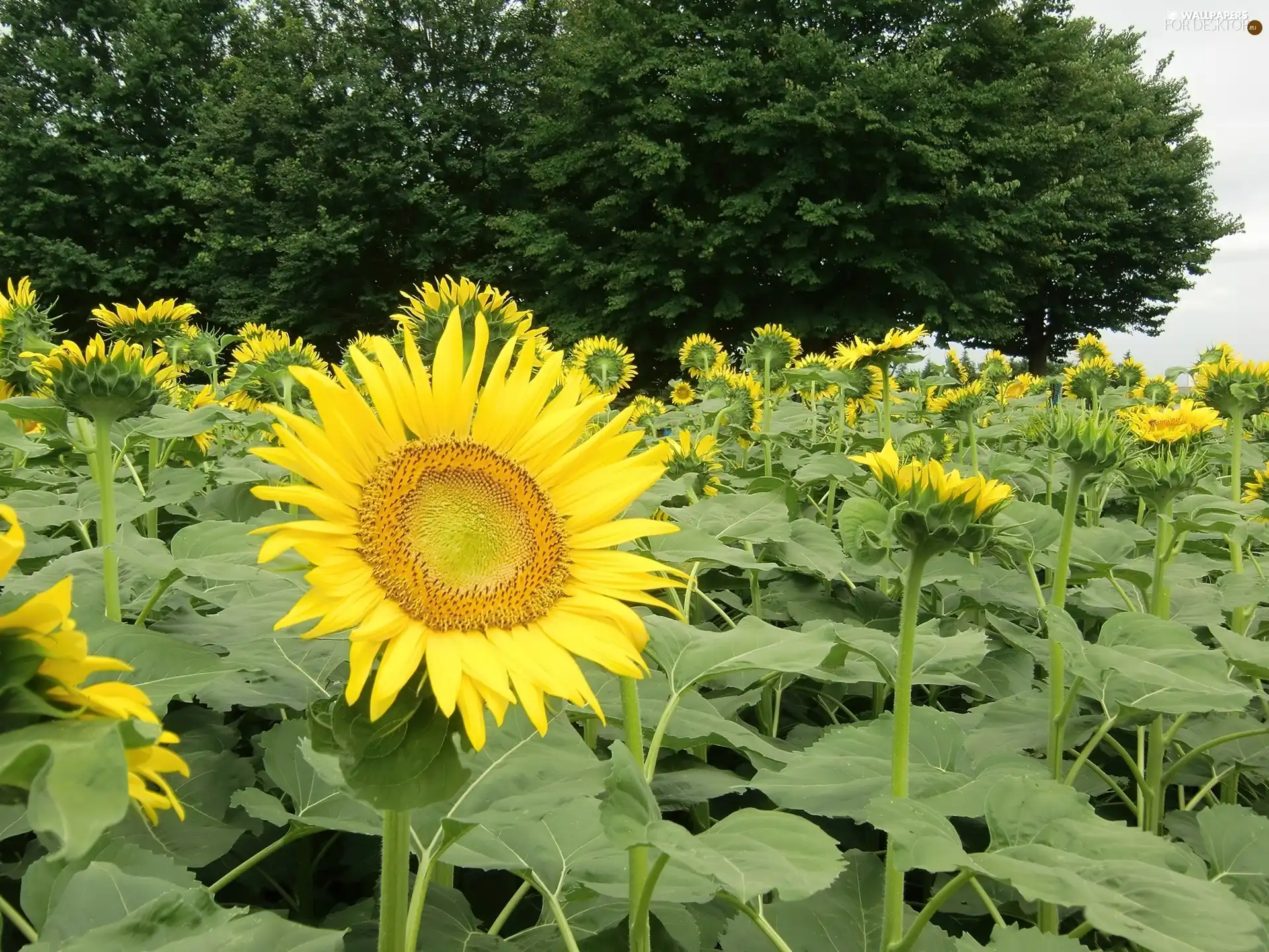 Field, sunflowers