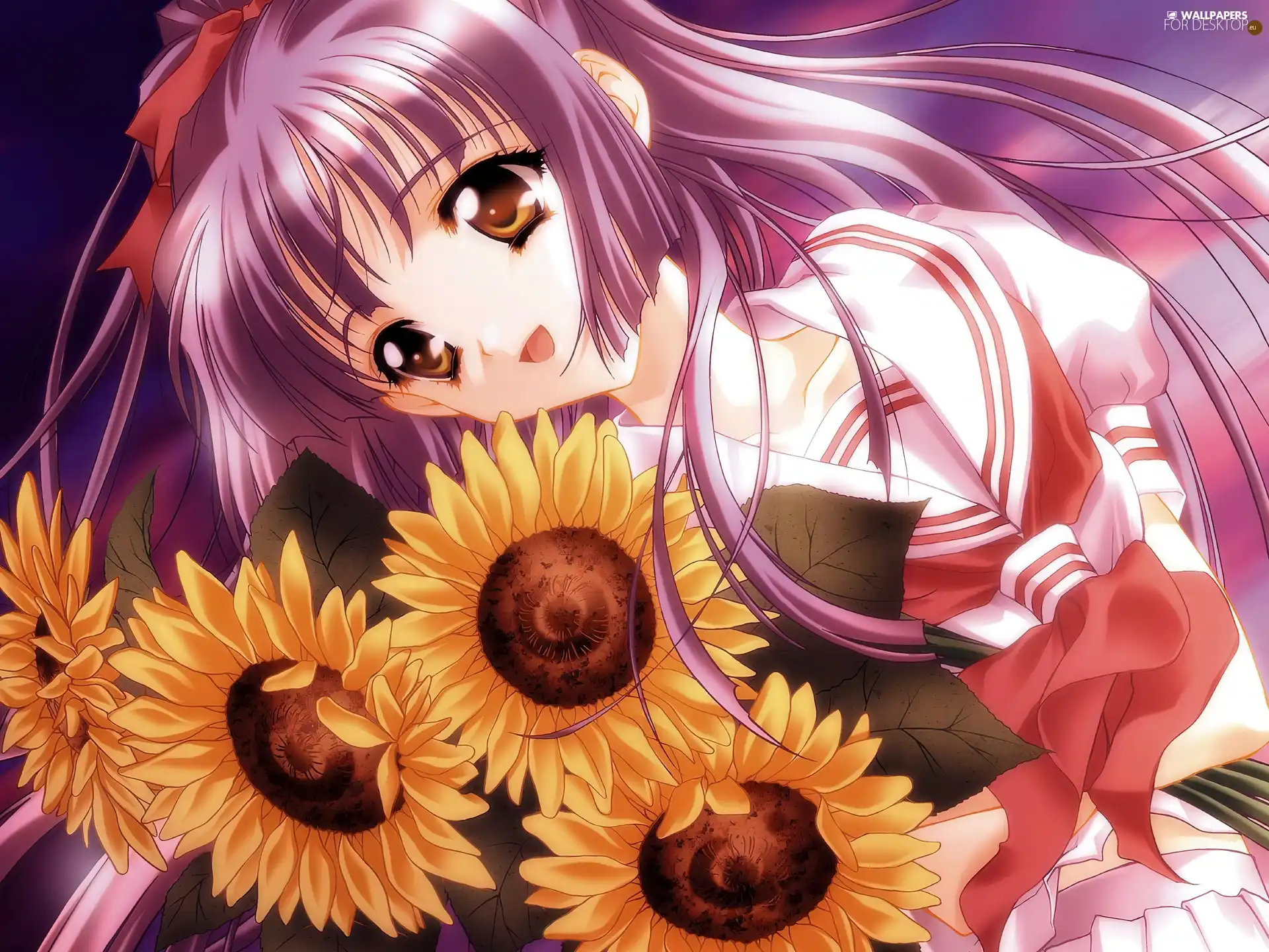 girl, Nice sunflowers