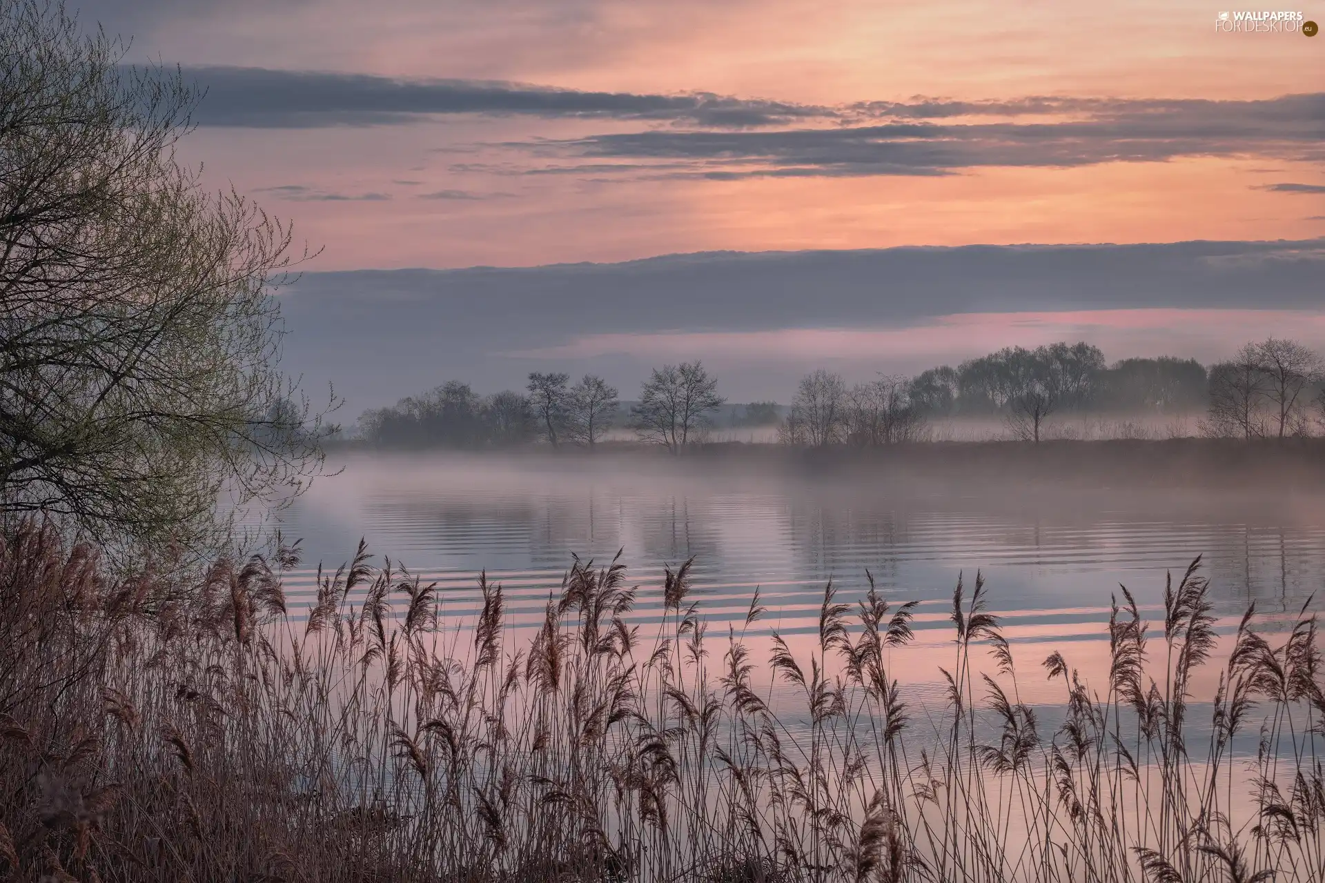 Sunrise, morning, Fog, Dubna River, Latgale, Latvia, viewes, cane, trees