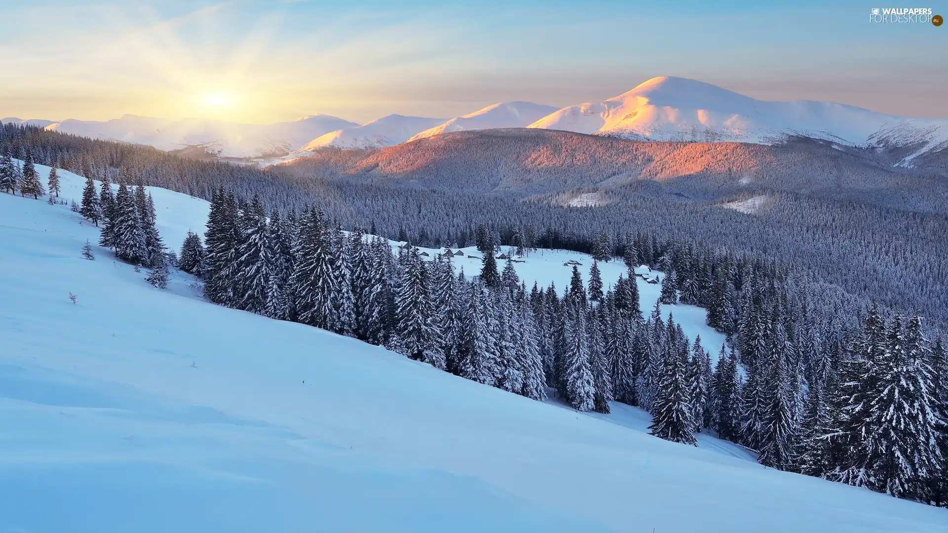 trees, winter, forest, Carpathian Mountains, Ukraine, viewes, Sunrise