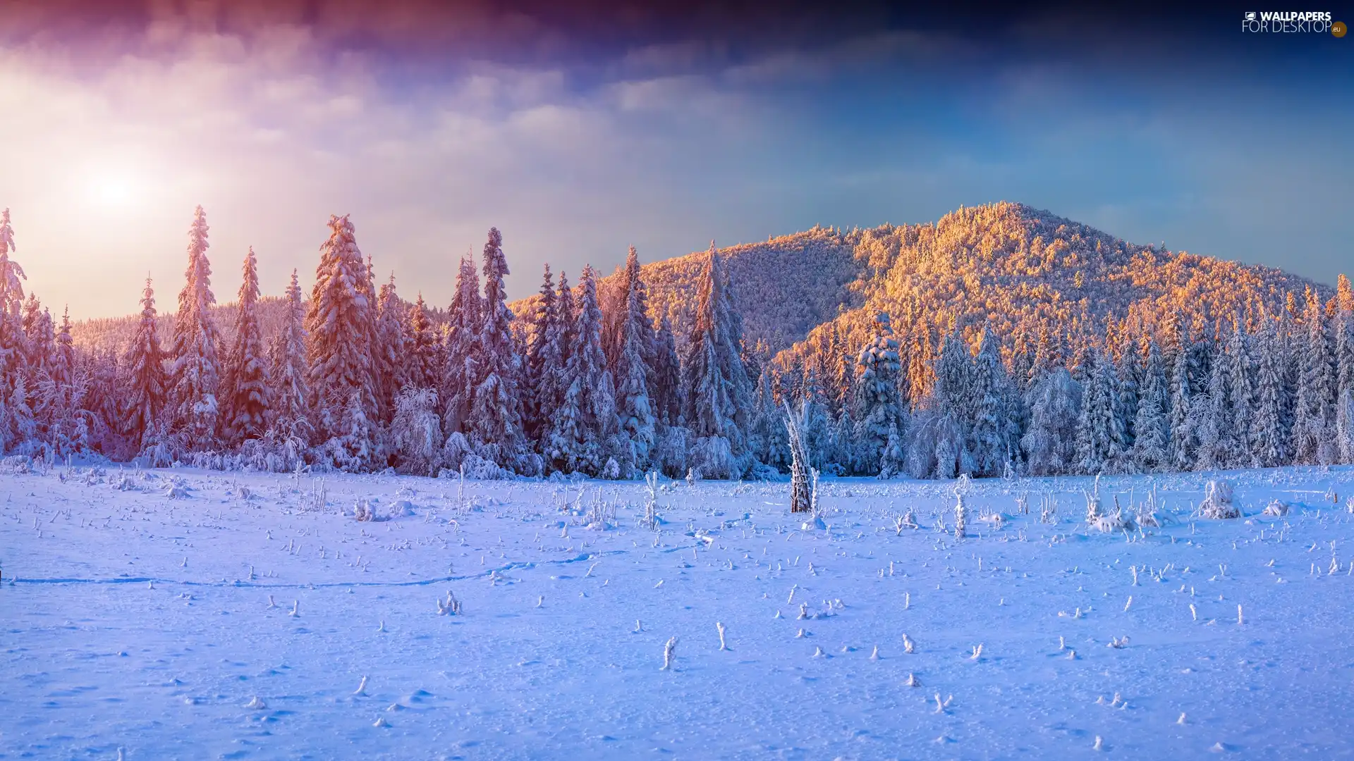 Spruces, Sunrise, Mountains, forest, winter