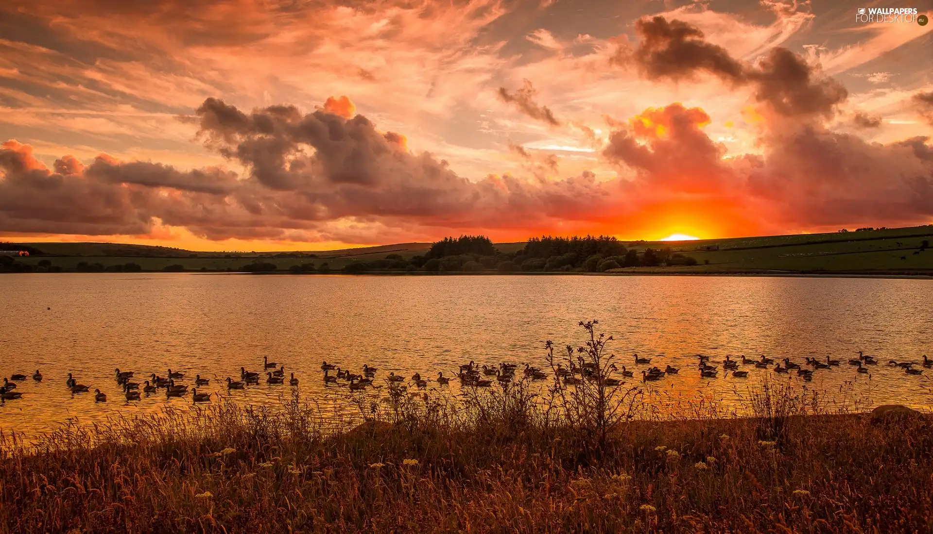 Great Sunsets, ducks, clouds, lake