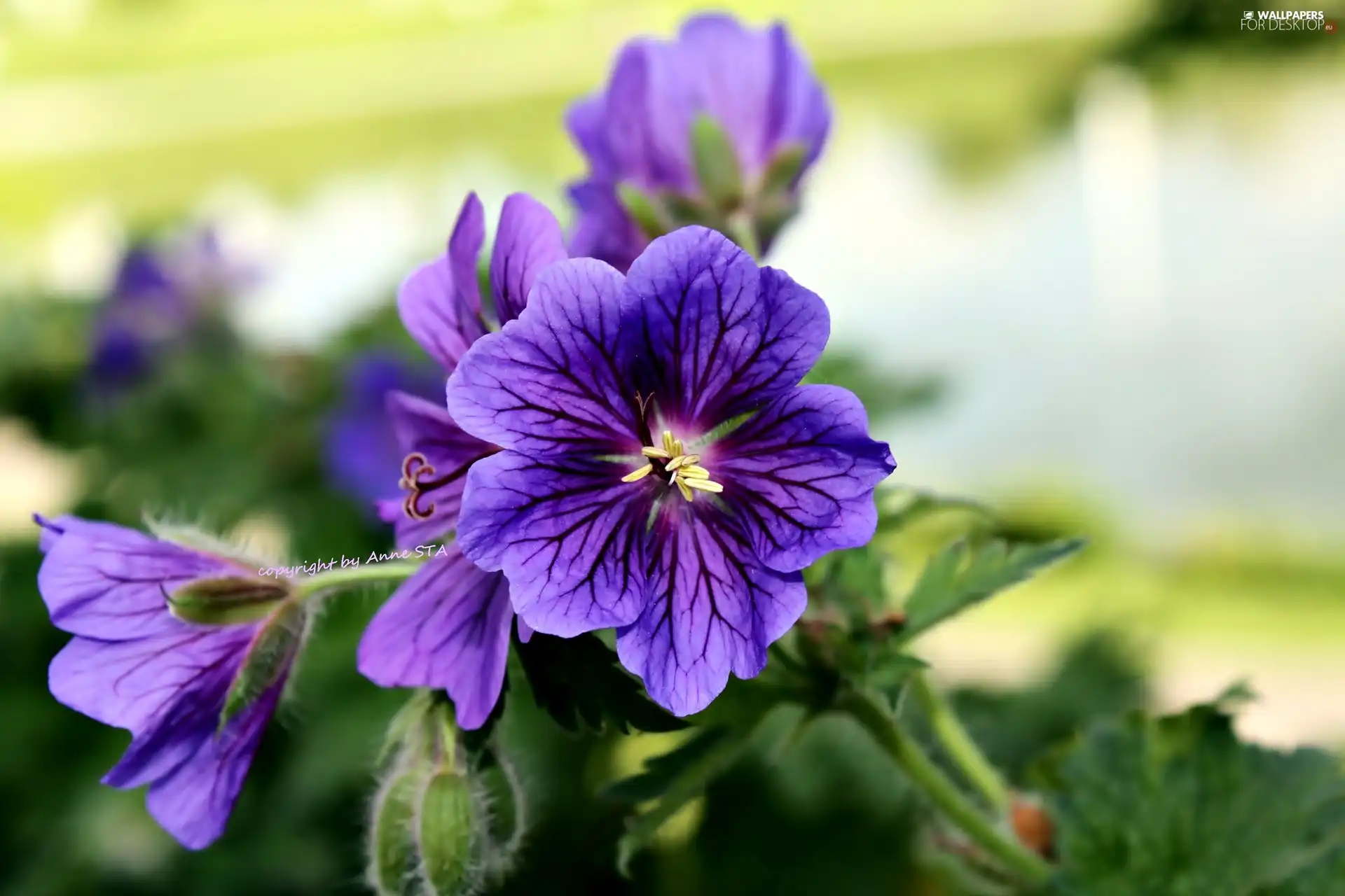 Geranium Magnificum, purple, Flowers