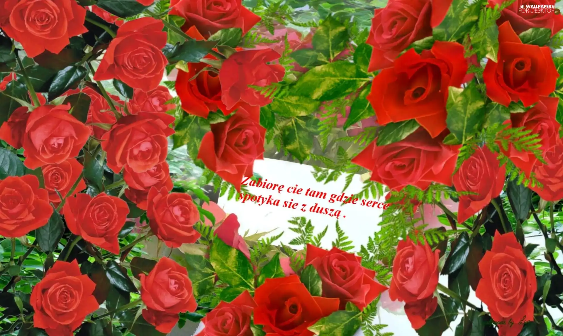 text, Flowers, roses