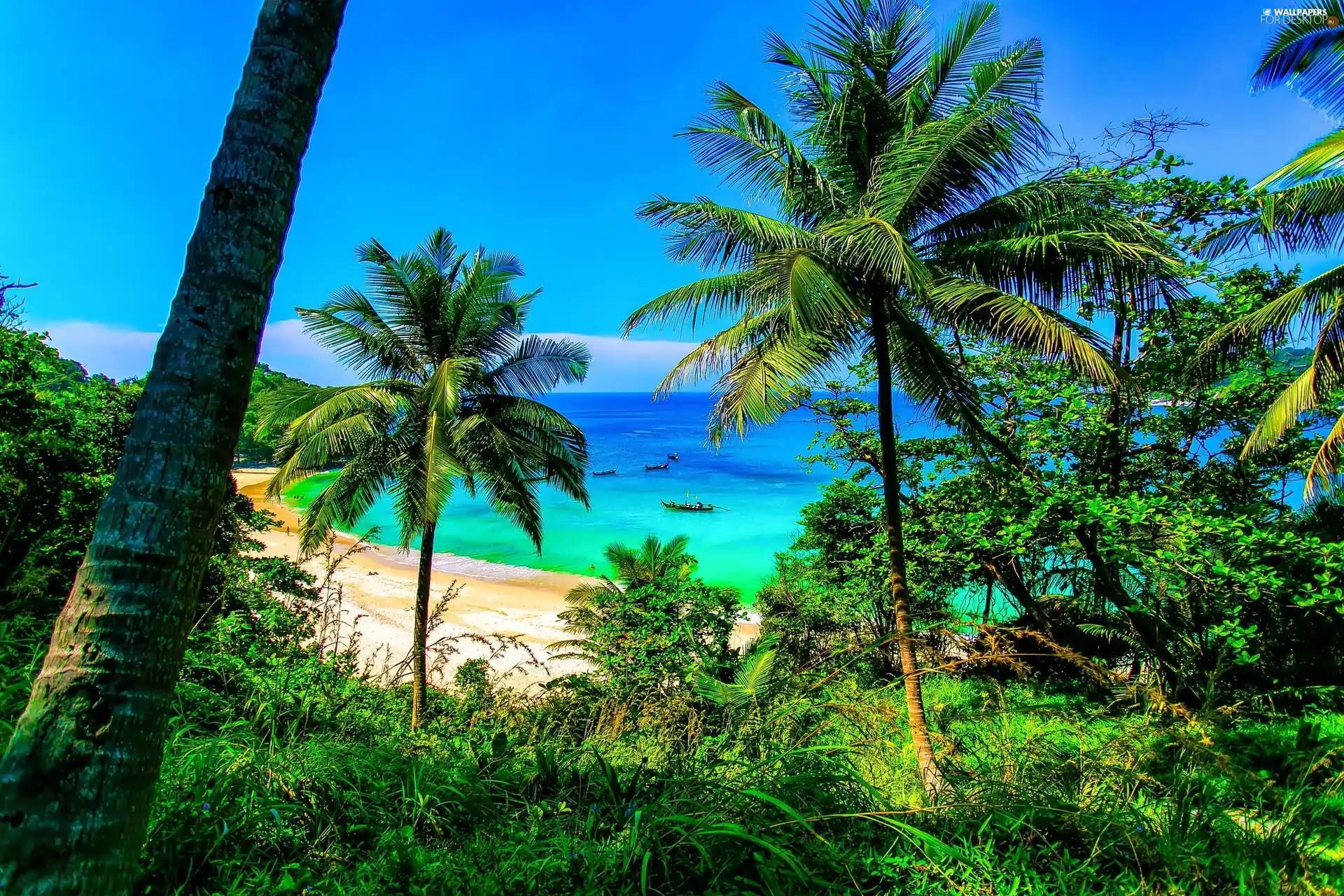 sea, Palms, Thailand, Beaches