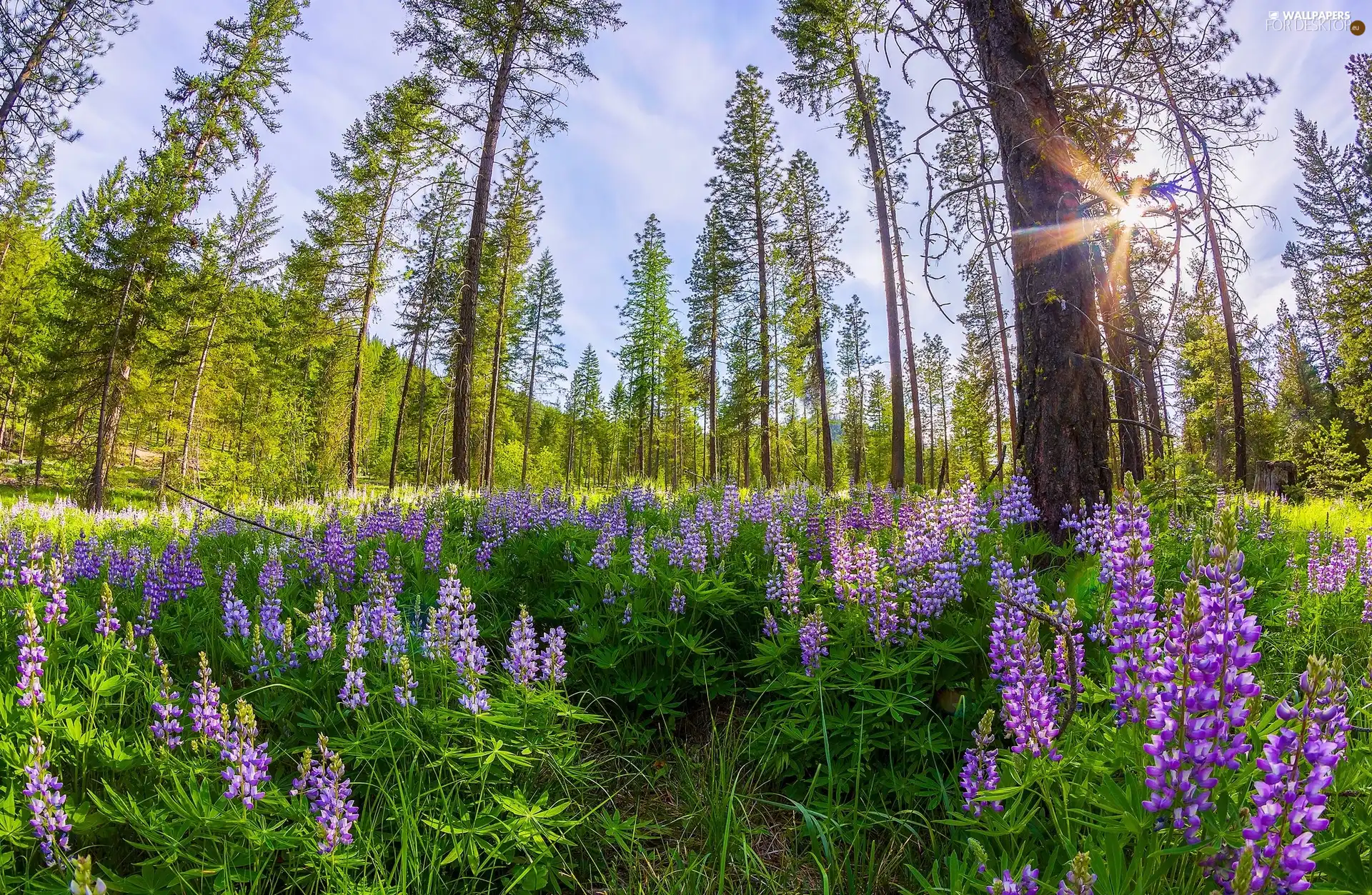 viewes, forest, lupine, rays of the Sun, car in the meadow, trees