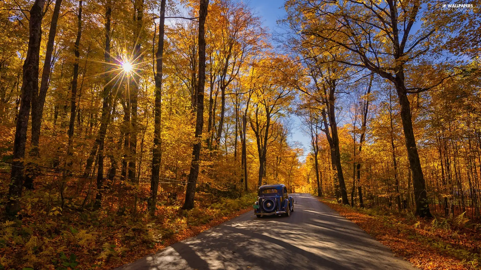 viewes, Way, The historic car, trees, forest, rays of the Sun, autumn