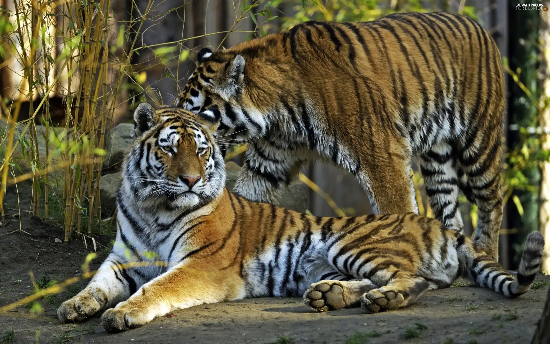 tigress, wild, cats