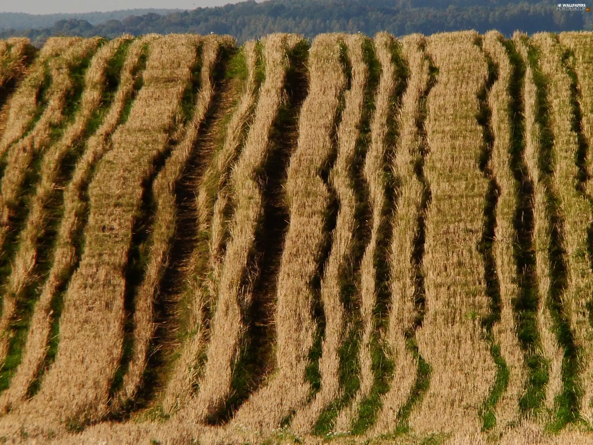 traces, Field, kneaded
