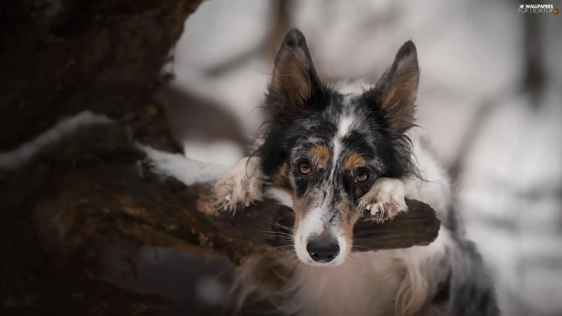 branch, Border Collie, trees