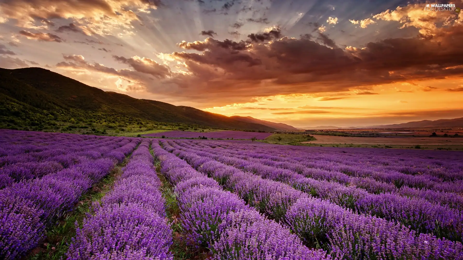 trees, lavender, Great Sunsets, The Hills, Field, viewes, clouds