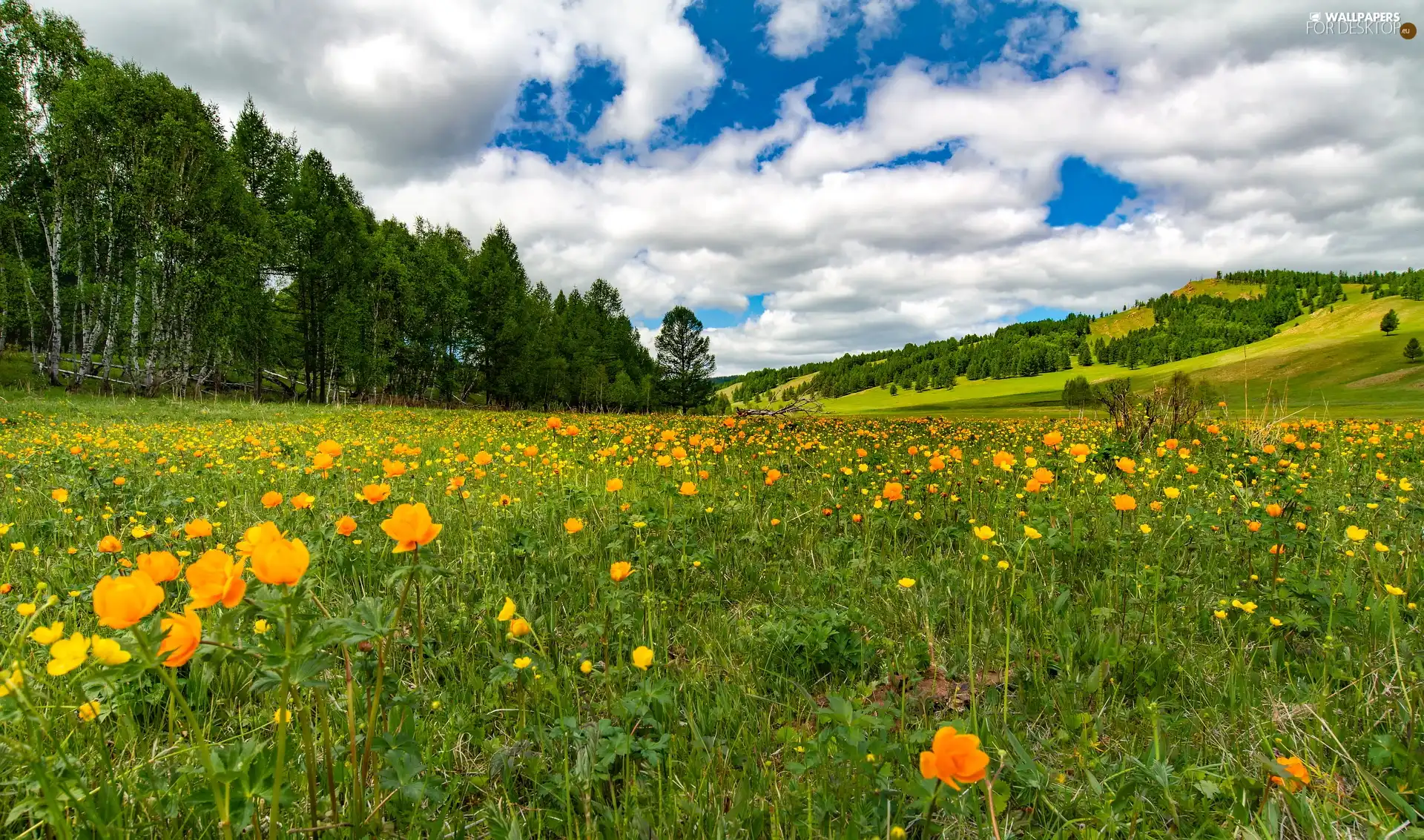trees, The Hills, viewes, Meadow, buttercup, summer, Yellow, Flowers, Sky
