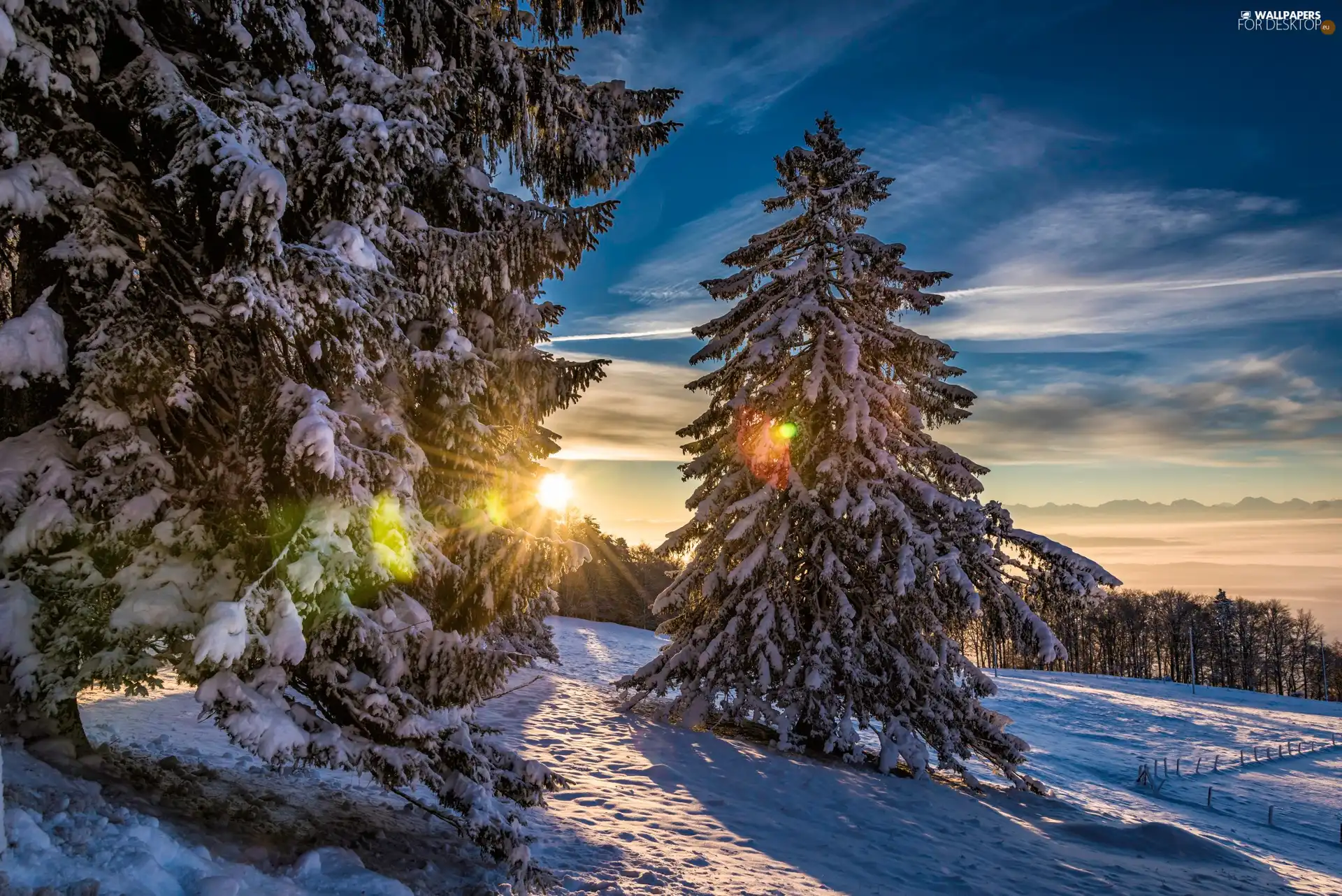 forest, trees, glamour, viewes, sun, snow, winter, rays