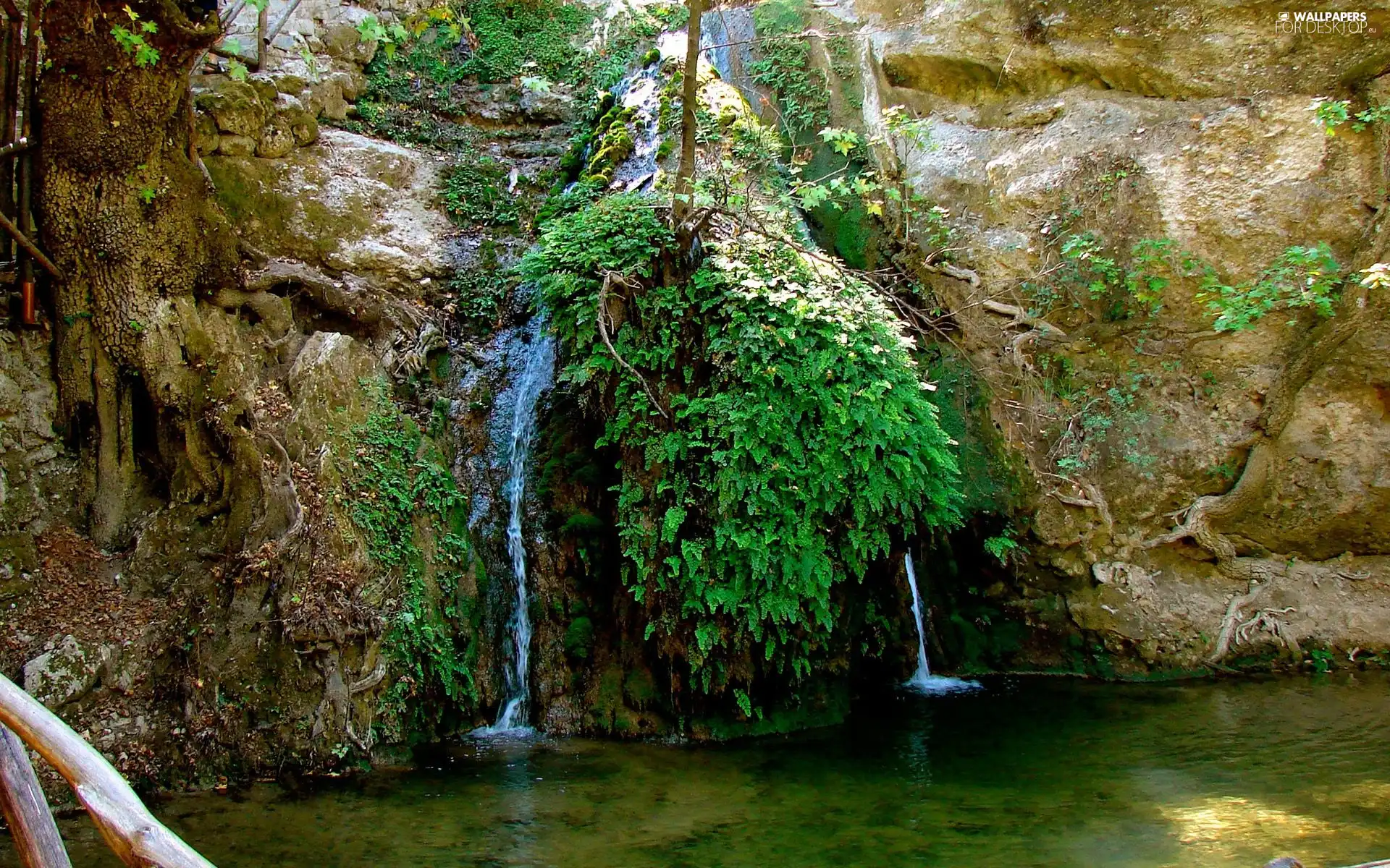 trees, green, waterfall, roots, small
