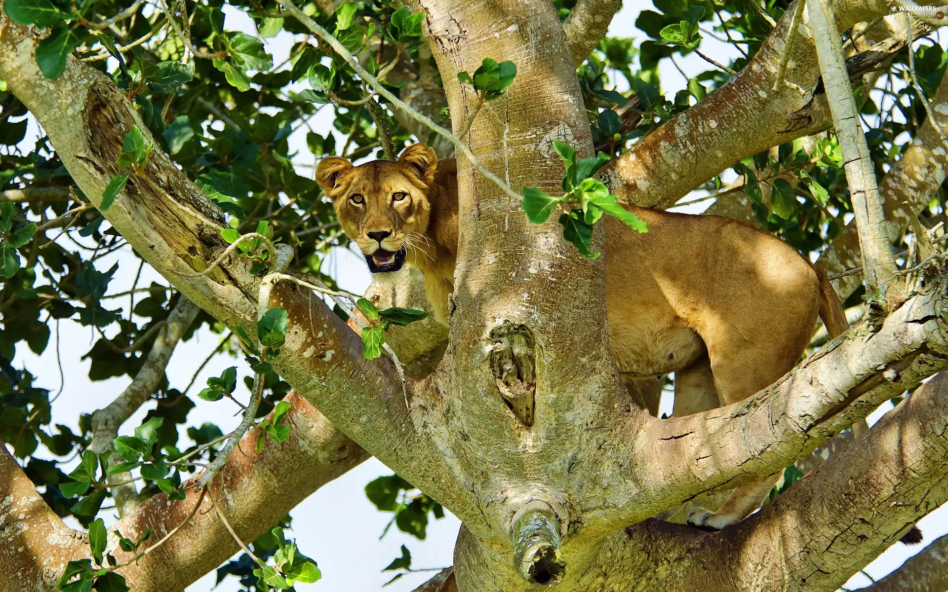 Lioness, trees