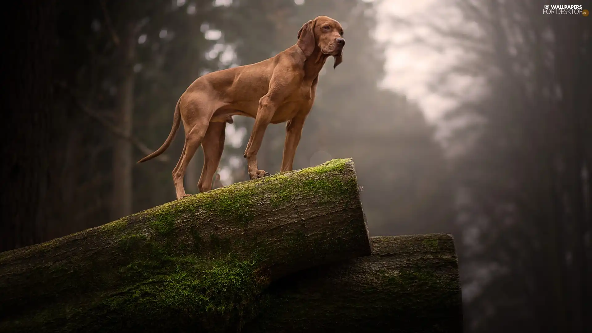 Logs, forest, Hungarian Shorthaired Pointer, trees, dog