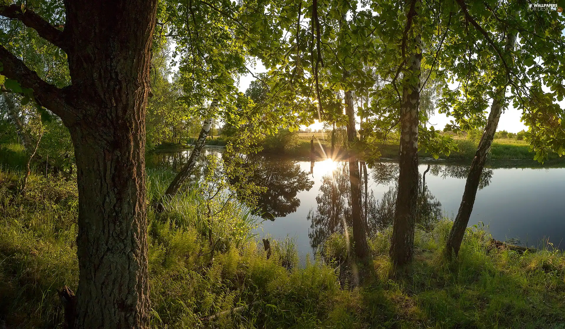 River, rays of the Sun, viewes, grass, trees