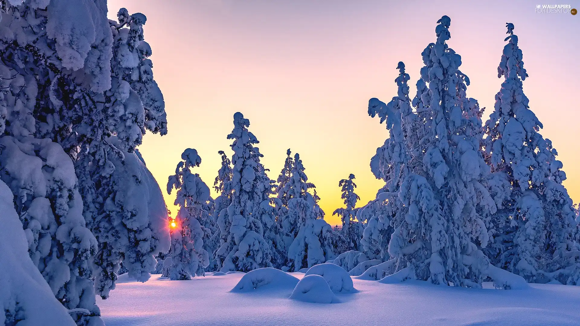 winter, snow, Spruces, Snowy, viewes, morning, Sunrise, trees