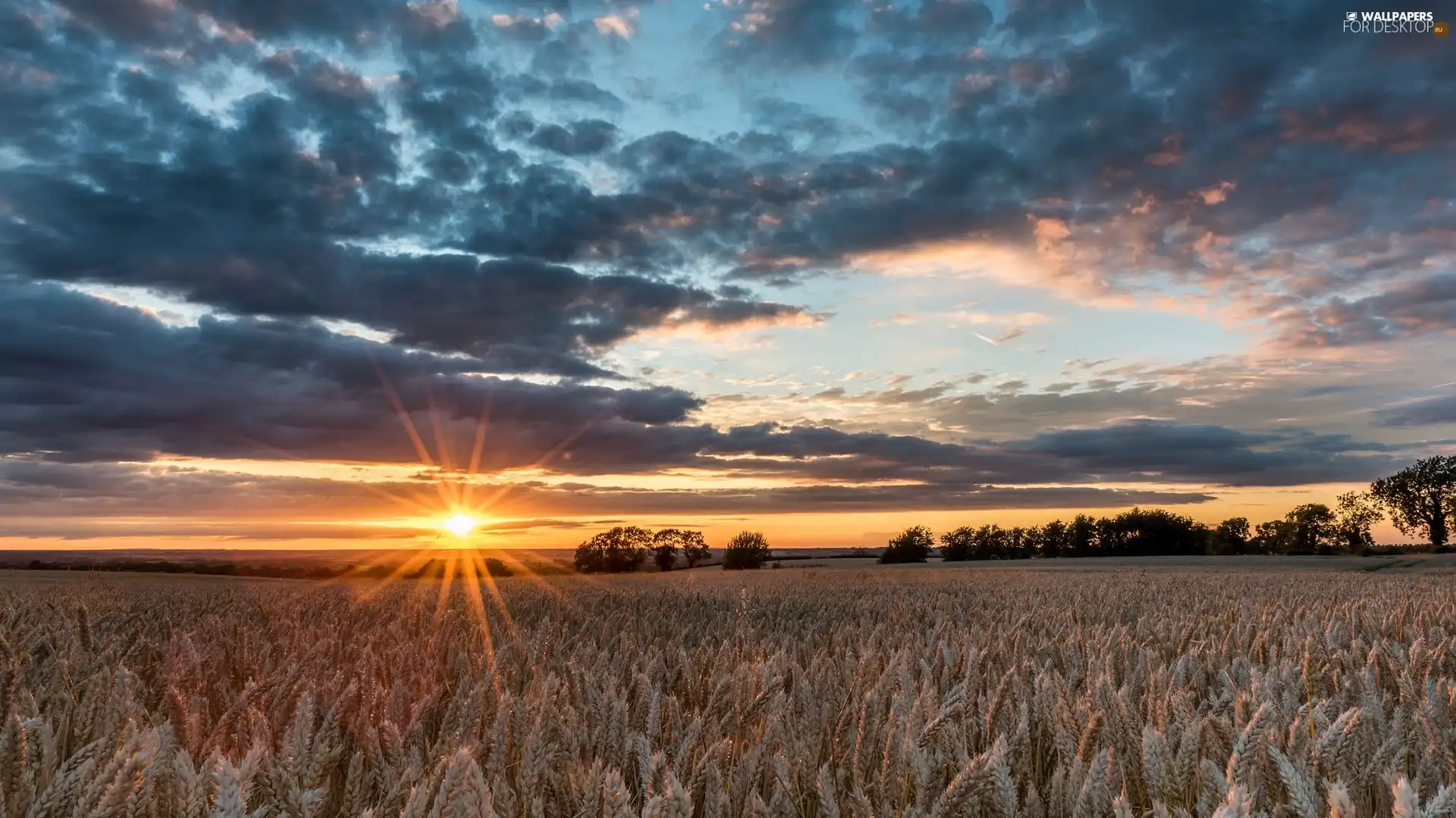 trees, Field, clouds, rays of the Sun, viewes, corn