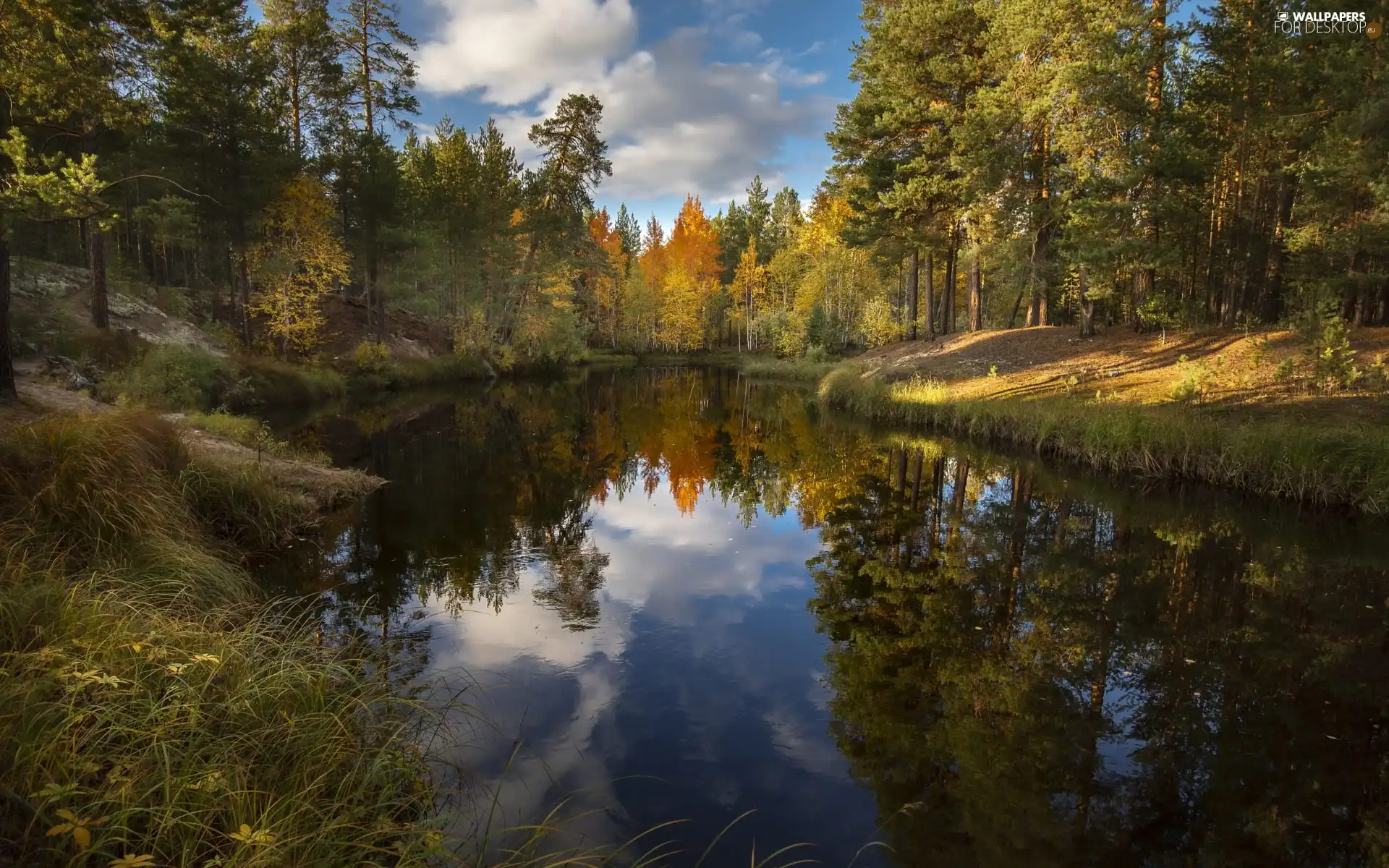 viewes, River, sunny, trees, forest, reflection, day