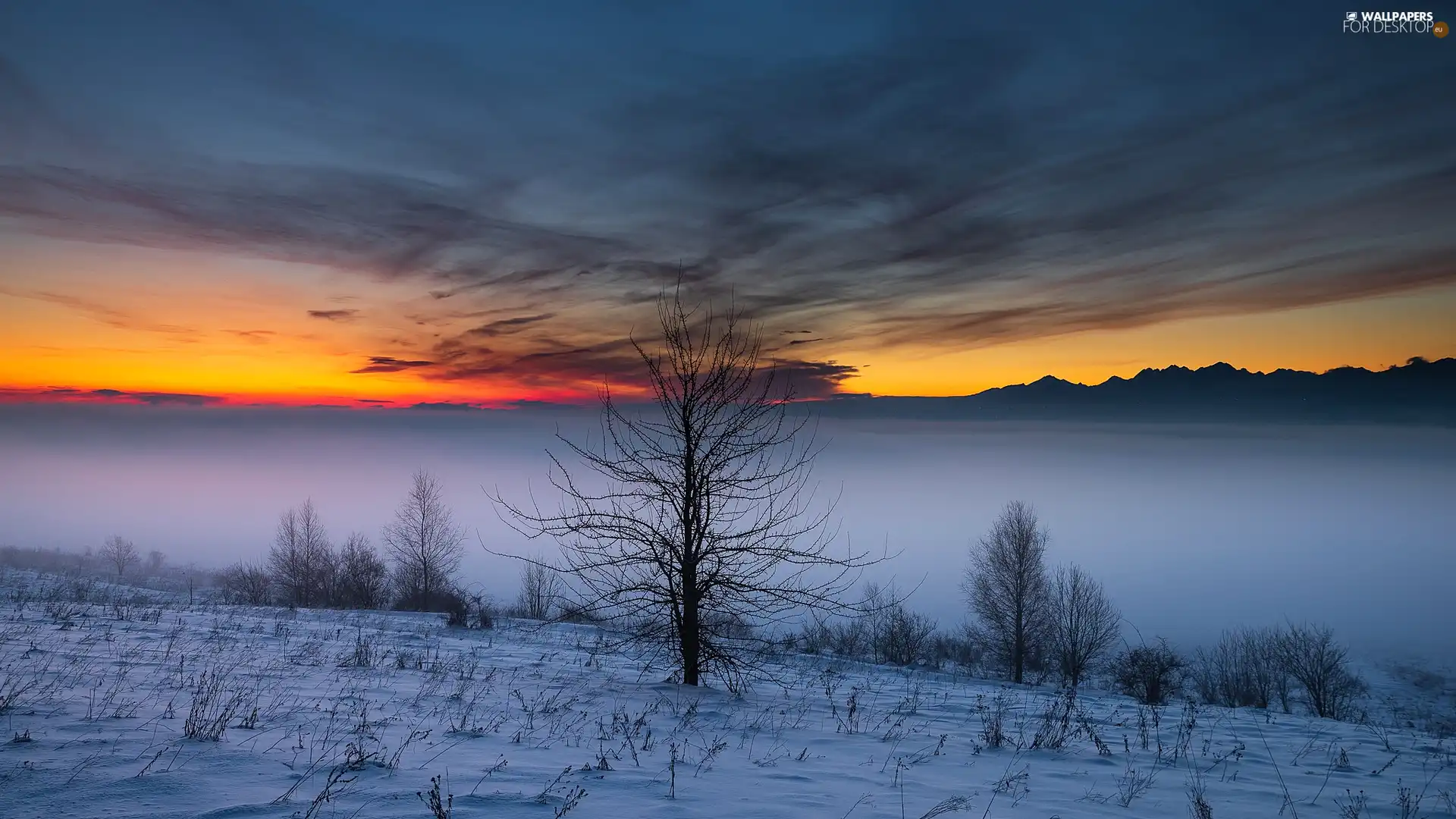 trees, winter, viewes, Bush, clouds, Fog, Sunrise, Sky, Mountains