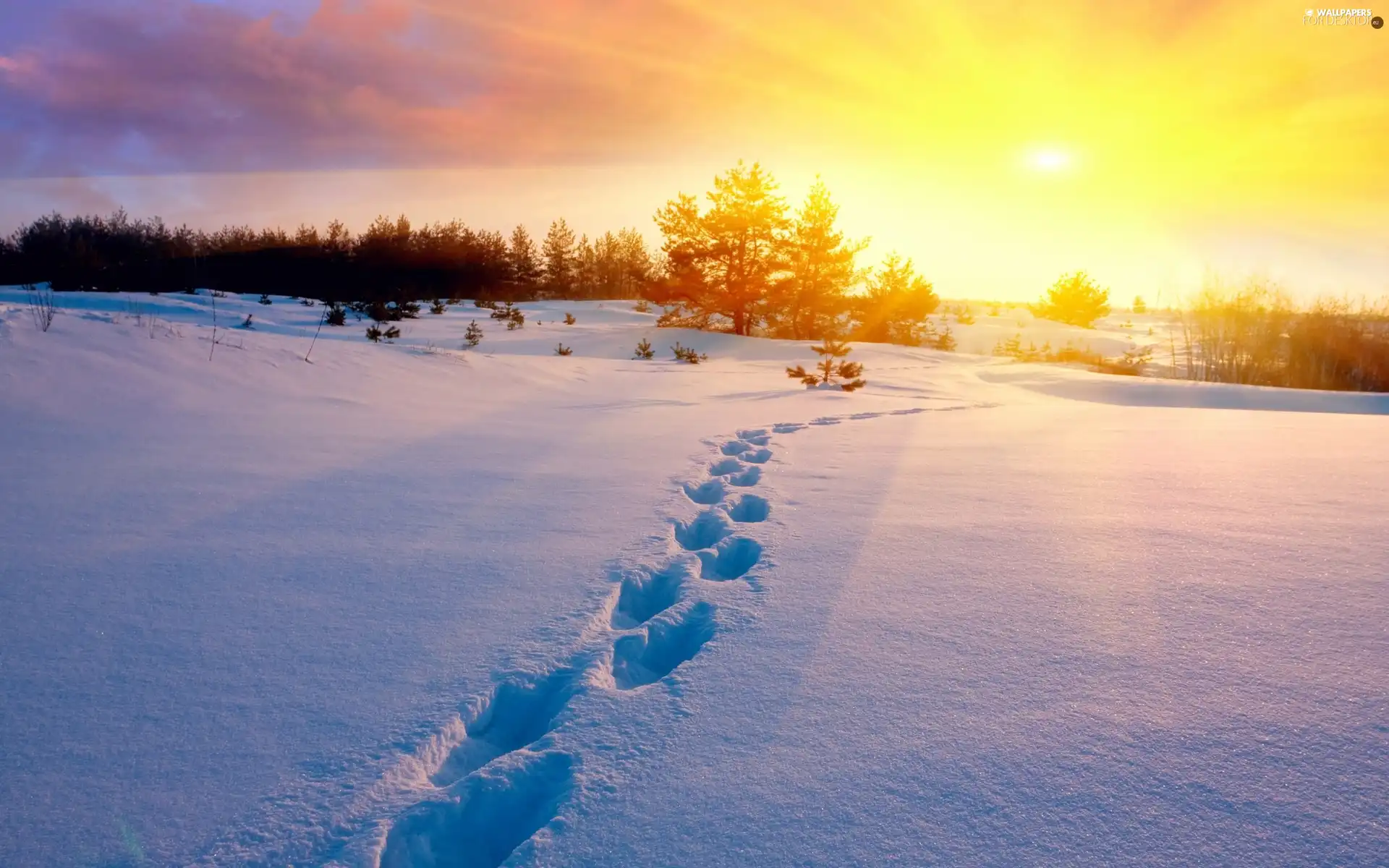 trees, rays, traces, snow, viewes, Great Sunsets