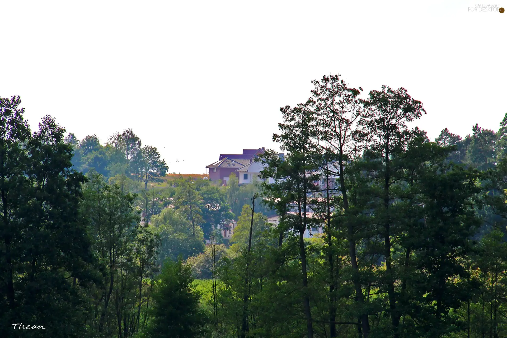trees, viewes, an, hill, Houses