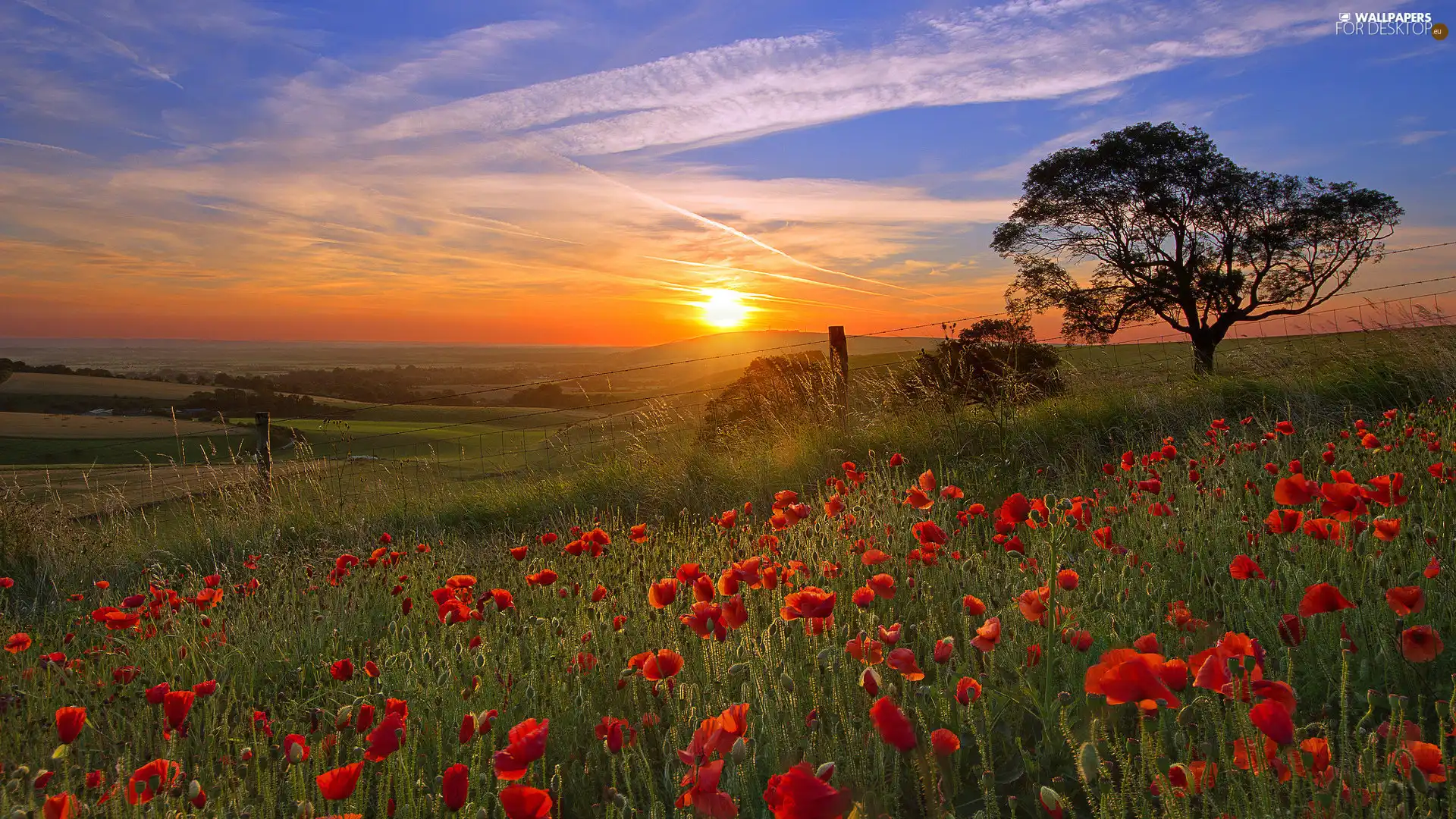 trees, viewes, Meadow, Great Sunsets, papavers