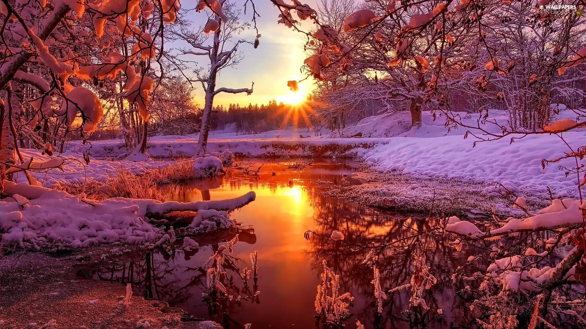 trees, Pond - car, forest, snow, winter, viewes, Great Sunsets